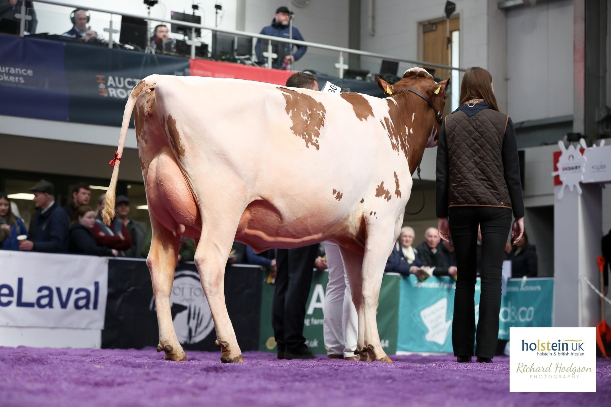 Class 41 - 3 Year Old in Milk - Born February 29, 2020 to March 1, 2021 Champion: Drointon Jordy Edna RedSource: Holstein UK