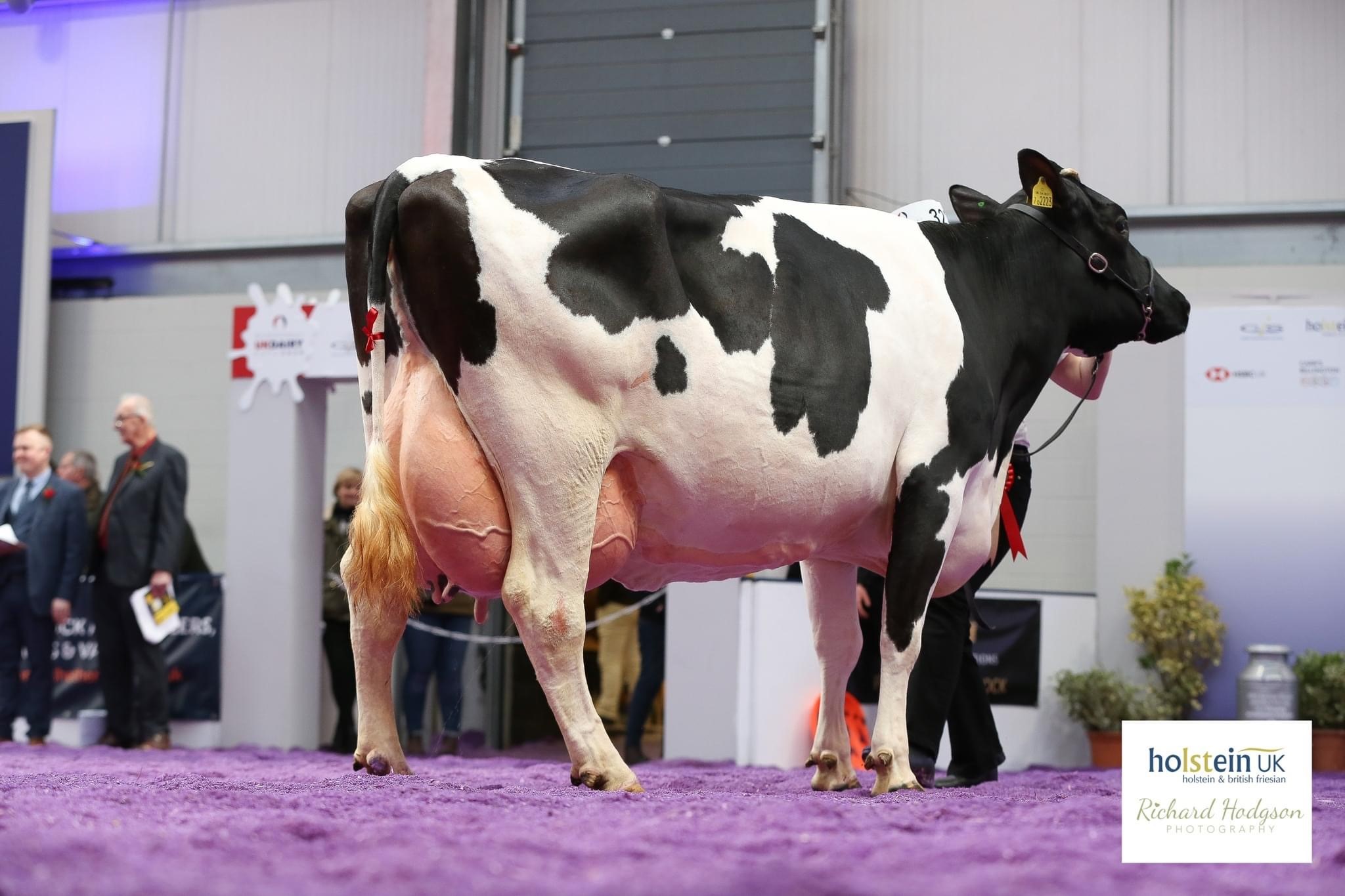 Class 47 - Senior Cow in Milk - February 28, 2016 to March 1, 2019 Champion: Adams Laura 6Source: Holstein UK