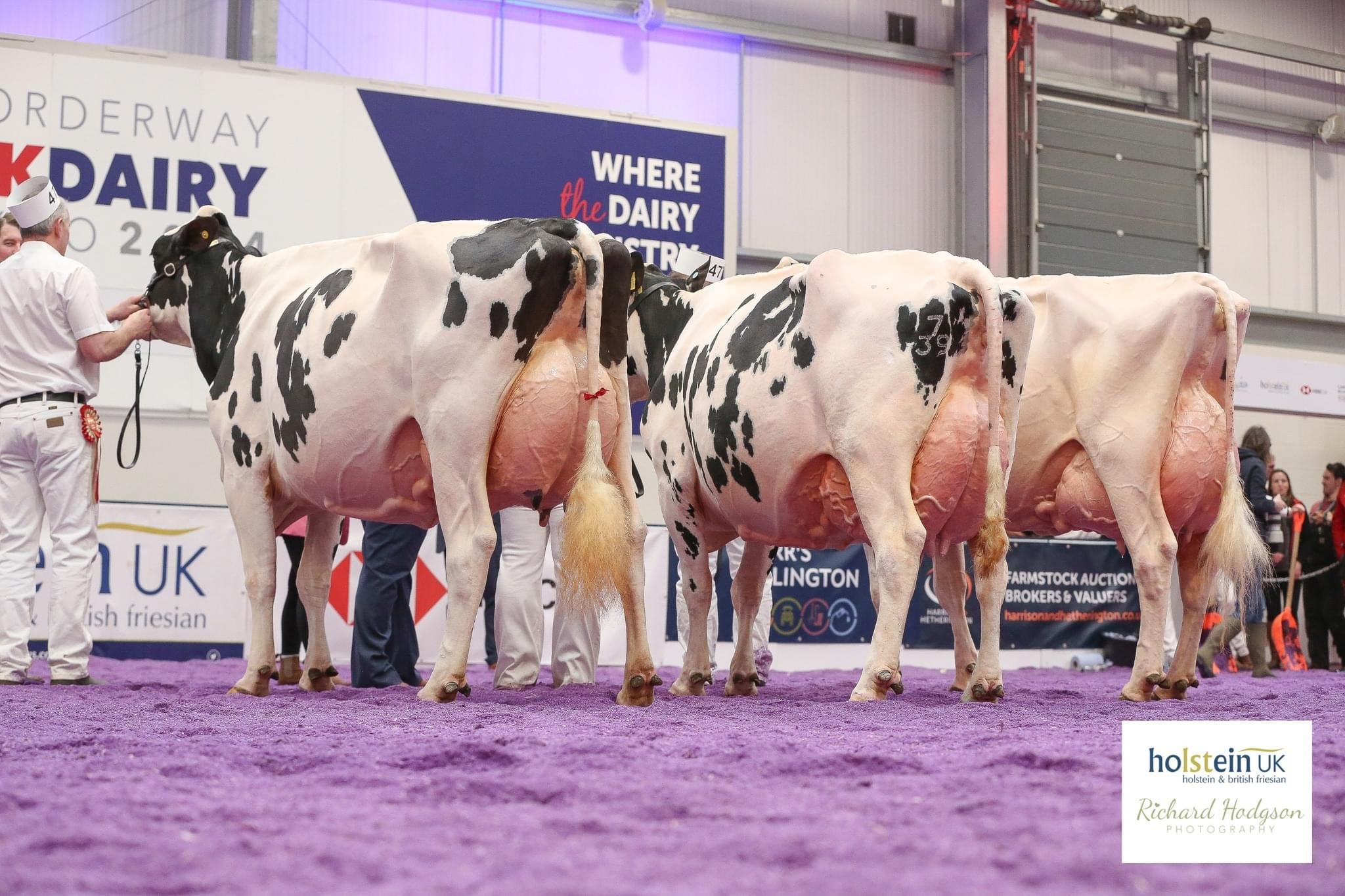 Class 72 - Production Cow winning line-upSource: Holstein UK