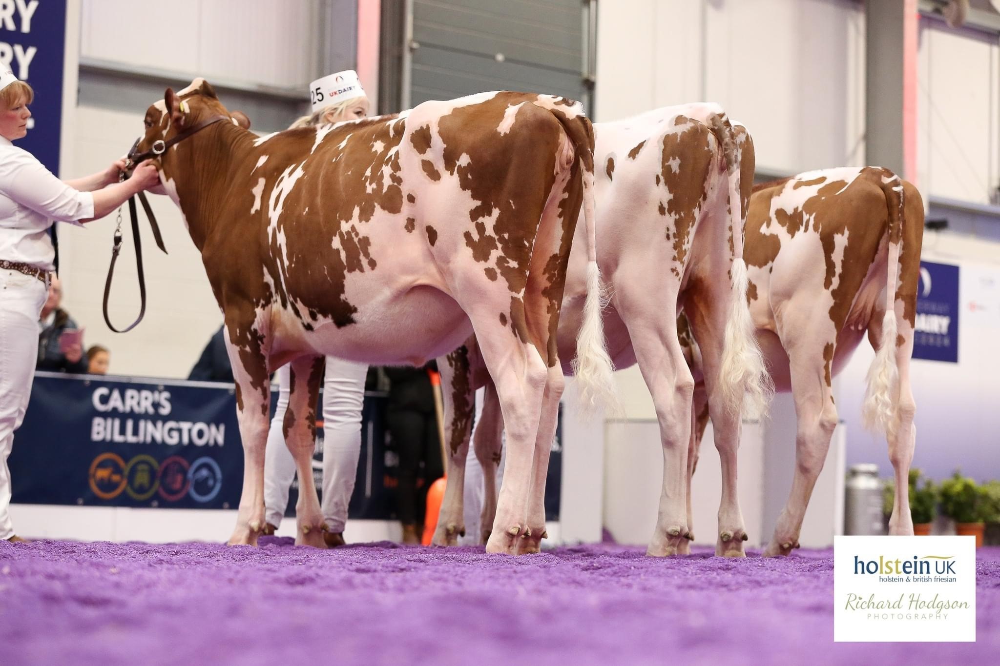 Junior Championship winning line-up Source: Holstein UK