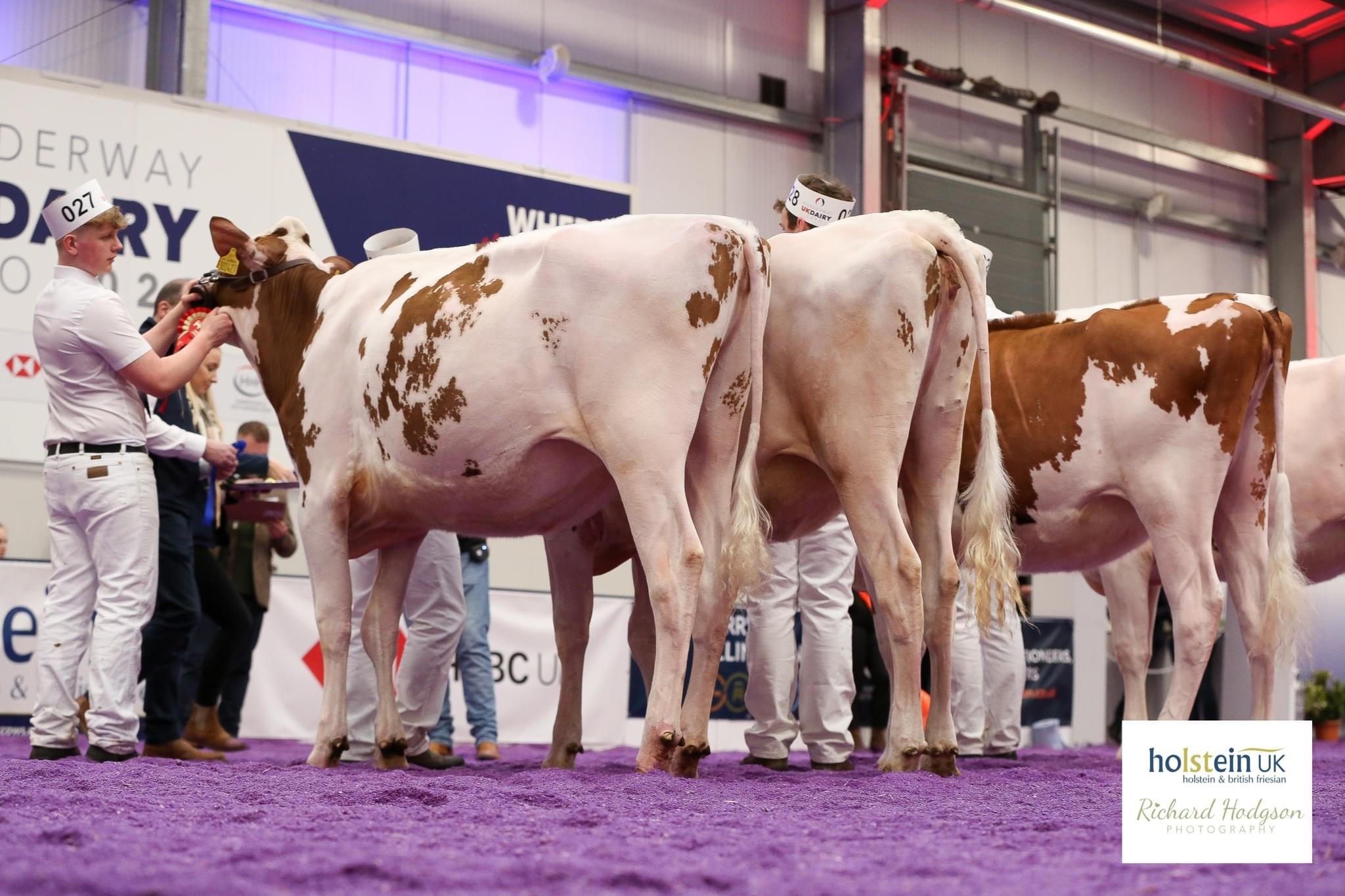 Class 4 - Senior Heifer - February 28, 2022 to October 31, 2022 Image Holstein UK