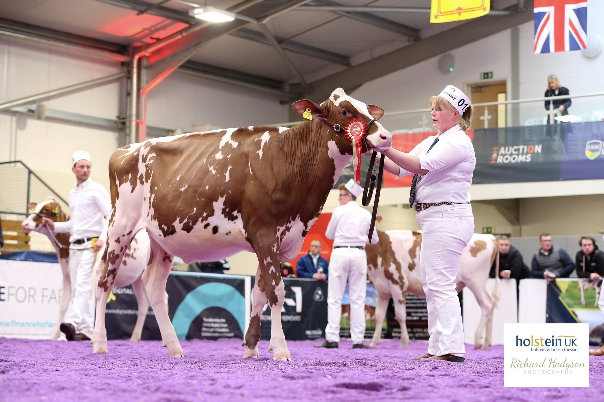 Class 3 Champion Panda Leedham O’Cutie Red Source: Holstein UK