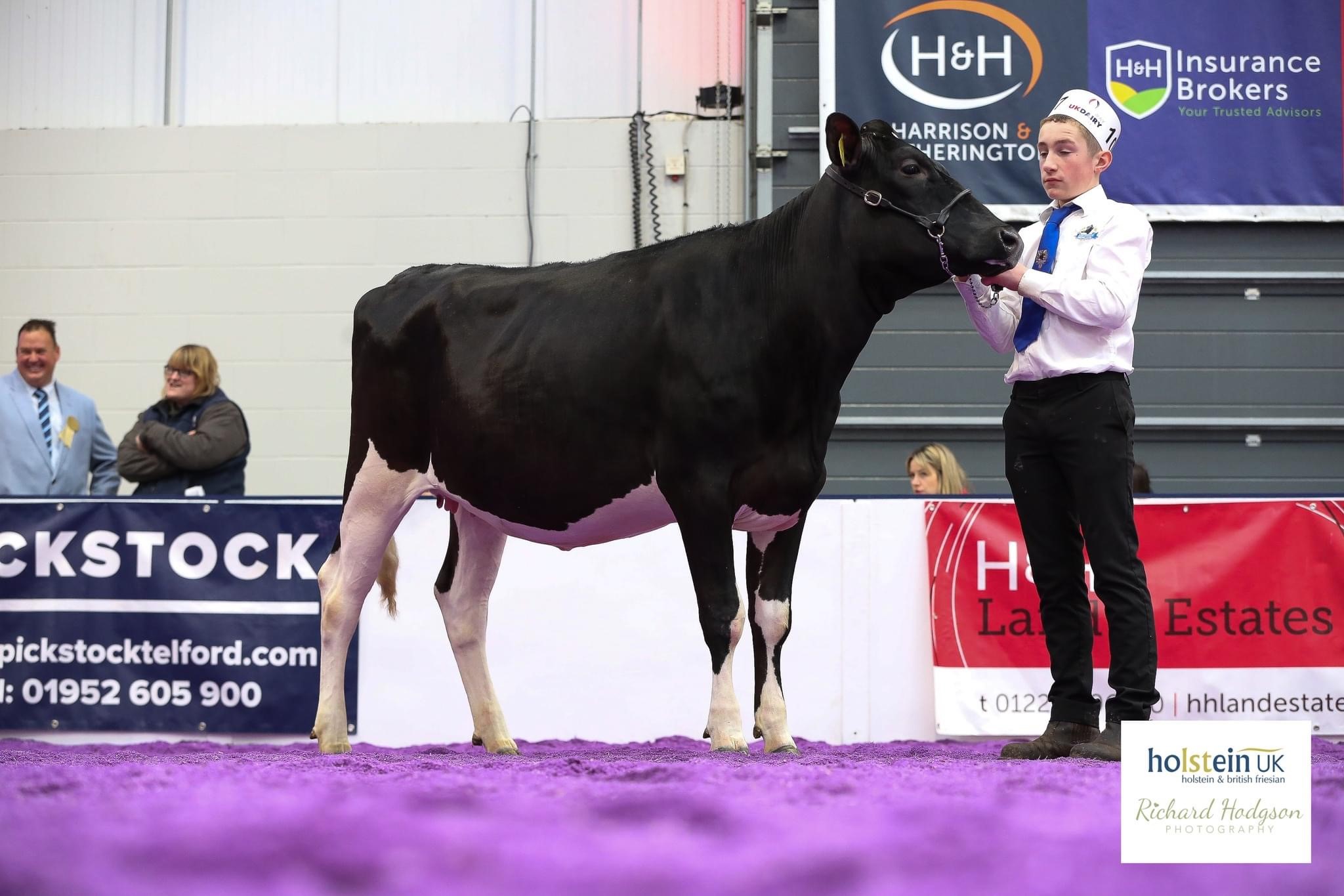Class 20 - In Calf Heifer February 28, 2022 to August 31, 2022Champion: Lismulligan Honeyschaap 2Source: Holstein UK