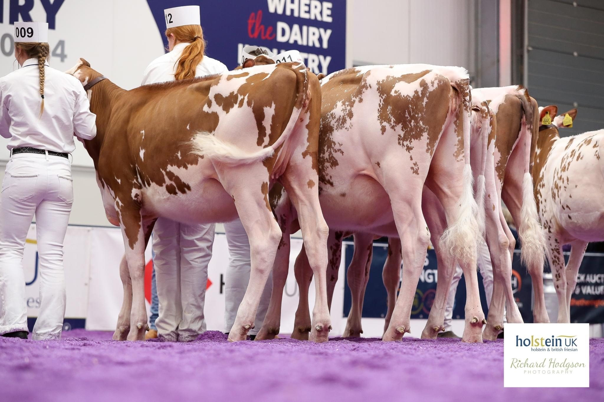Class 2 - Senior Calf - April 1, 2023 to August 31, 2023 winning line-up Source: Holstein UK