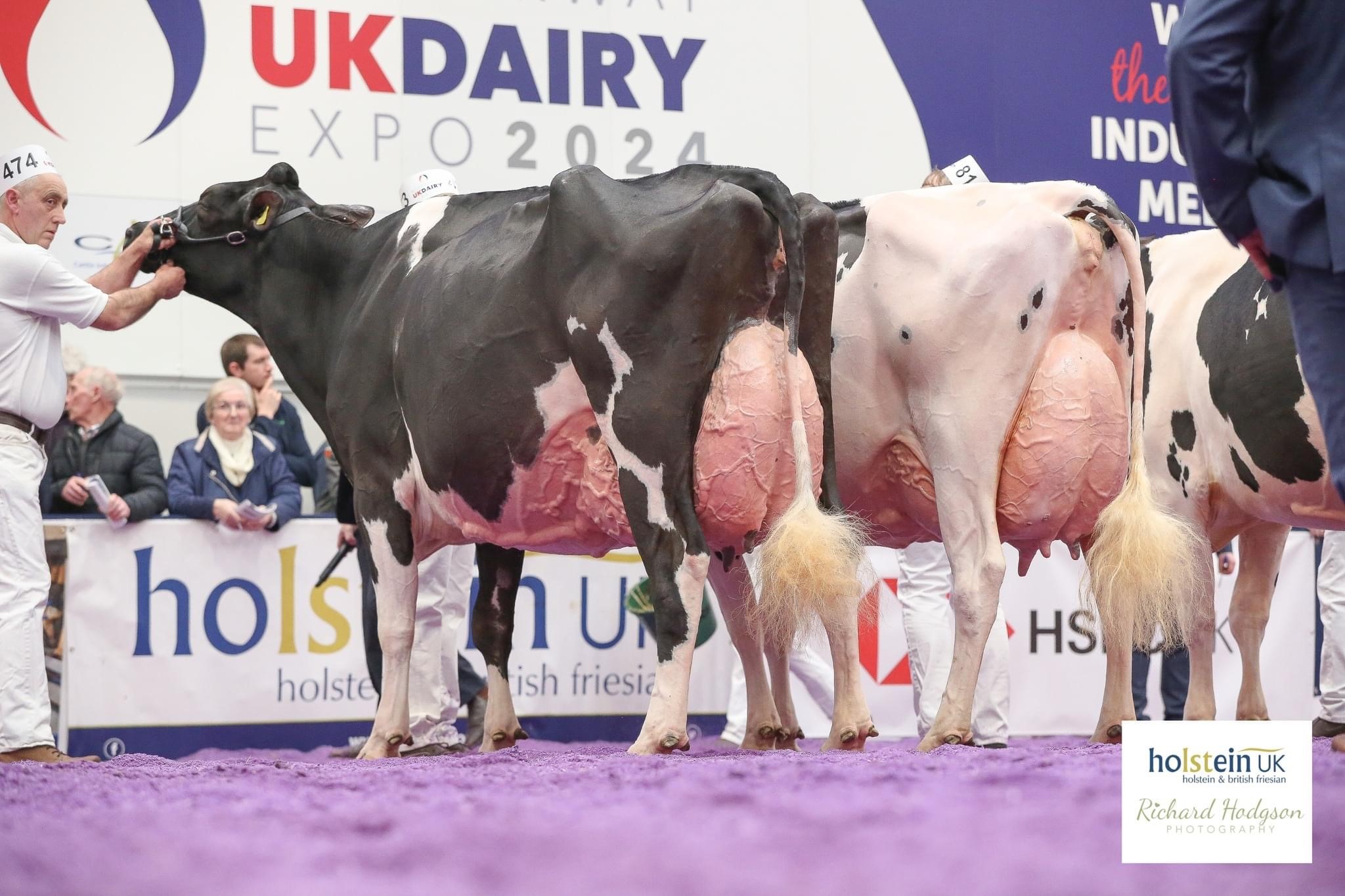 Class 71 - Mature Cow in Milk - Born prior to March 1, 2018 Champion: Richaven MVP GloriaSource: Holstein UK