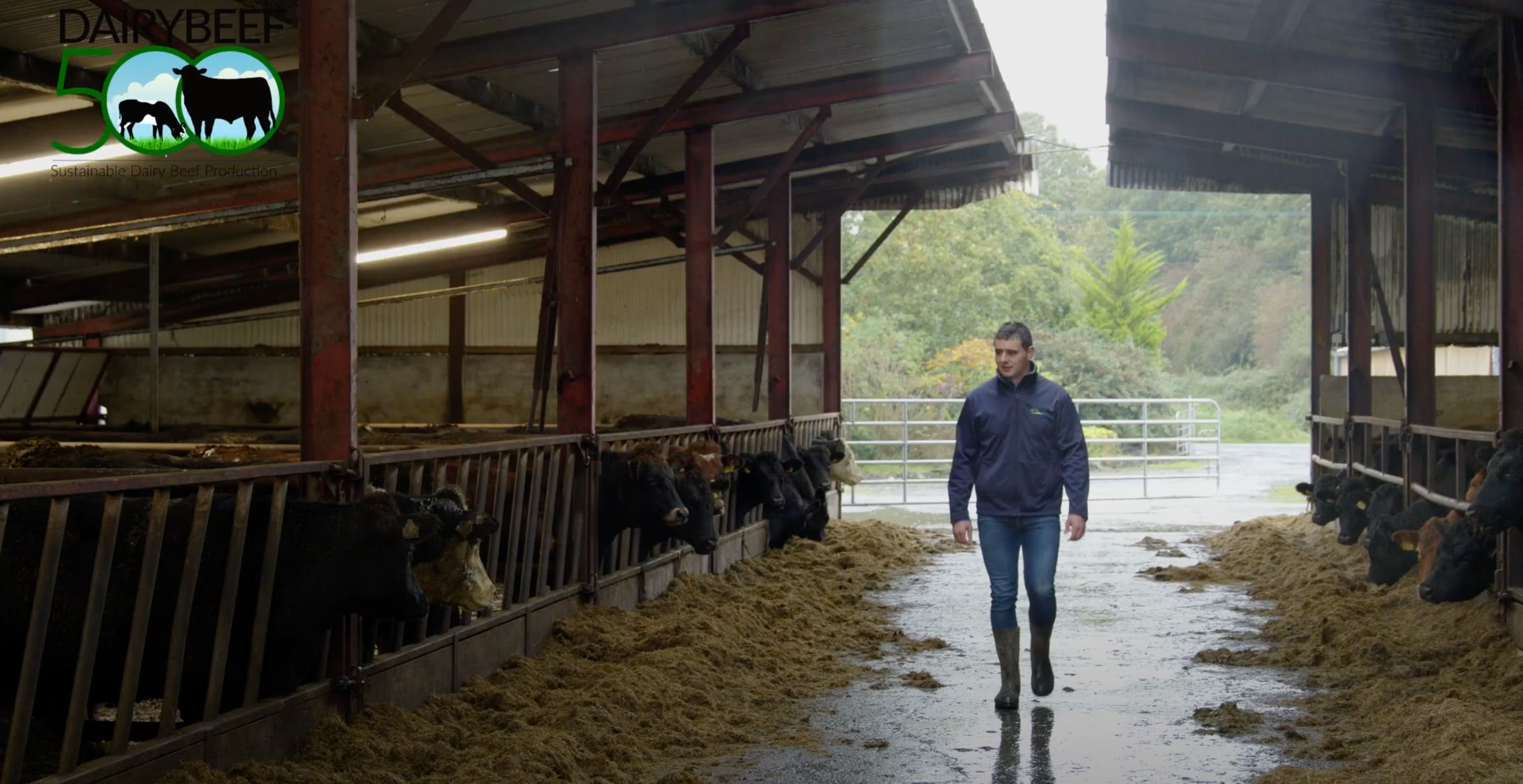 Teagasc DairyBeef 500 programme advisor, Tommy Cox