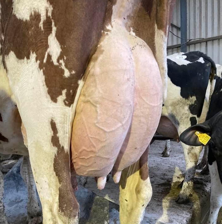 Lot 40: Mohoncross Dawn 96 Red&nbsp;(VG88-3YR), sold for 5,100gns Image: Taaffe auctions