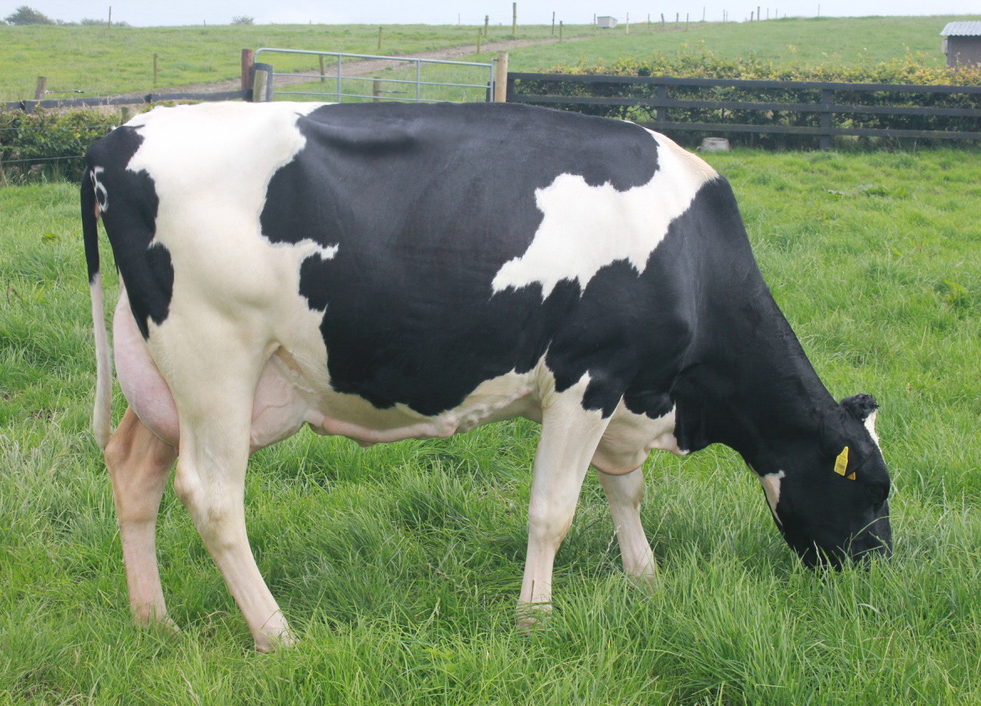 Dam of (IG) Knockenright Chessman Image source: Progressive Genetics