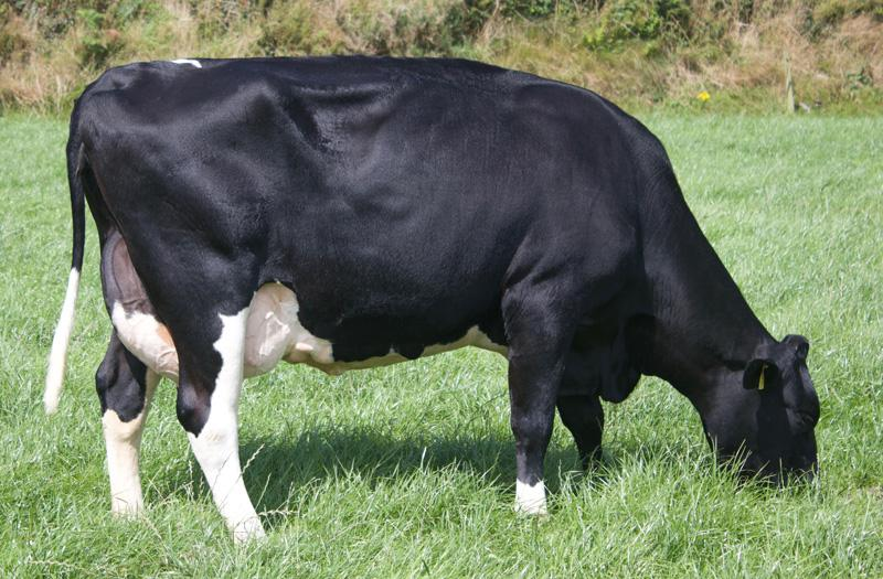Dam of (IG) Doonmanagh Seville Image source: Progressive Genetics