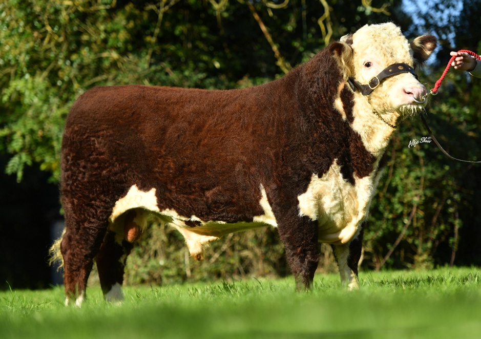 Skehanore Fruitful (HE7545) purchased in association with Irish Hereford Prime
