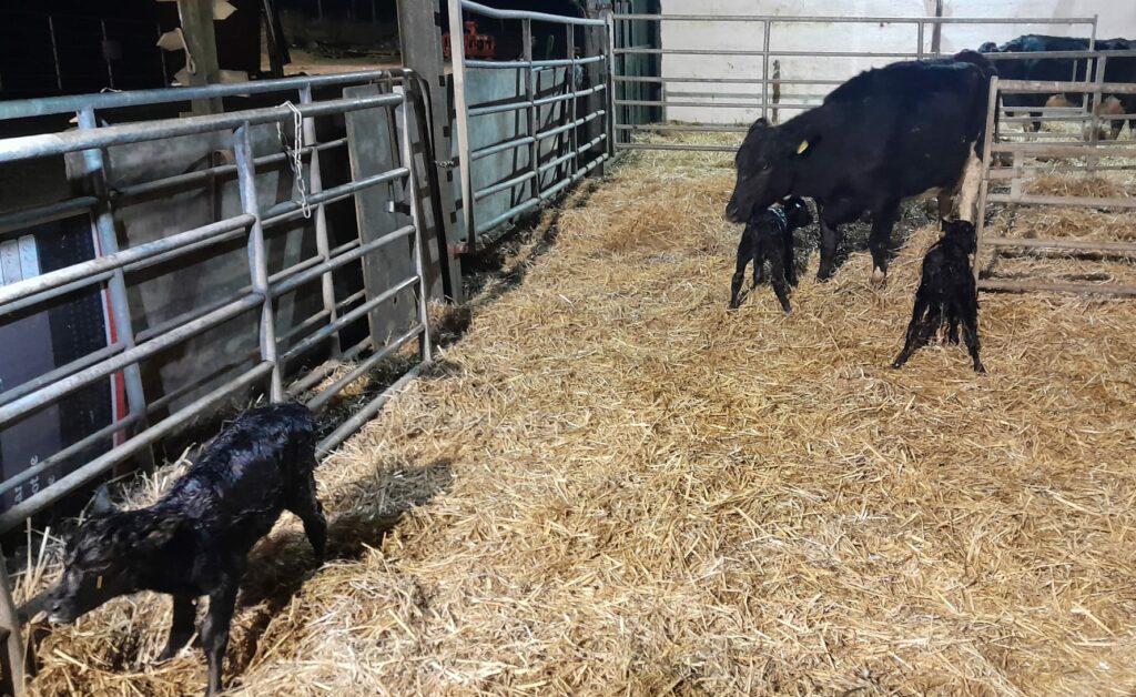 Triplet heifer calves on Kevin Sweeney's farm Source: Kevin Sweeney