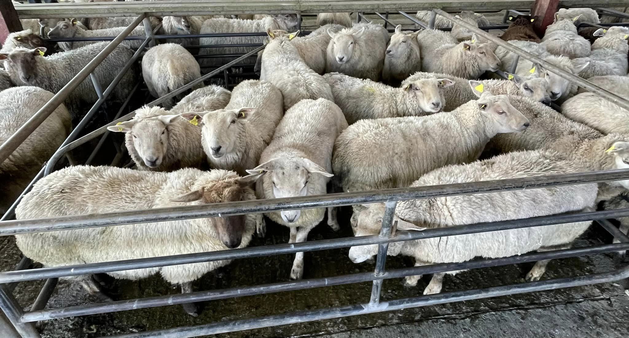 15 hoggets weighing 49kg sold for €170 -(€3.47/kg) Source: Loughrea Co-operative Mart Ltd