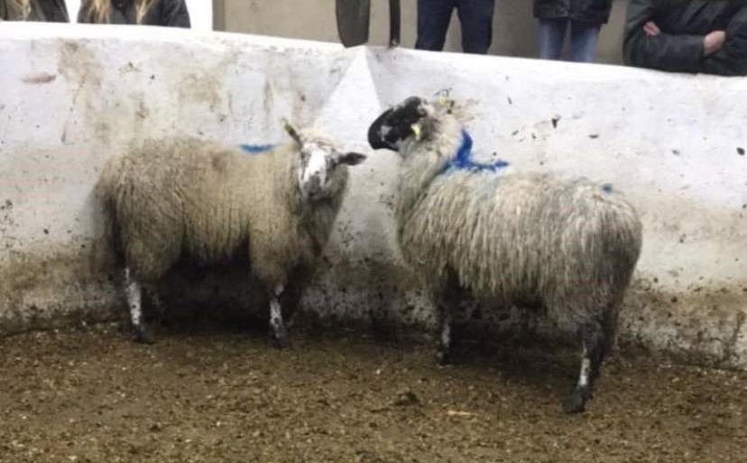 These hoggets fetched €201/head Source: Manorhamilton Livestock Sales