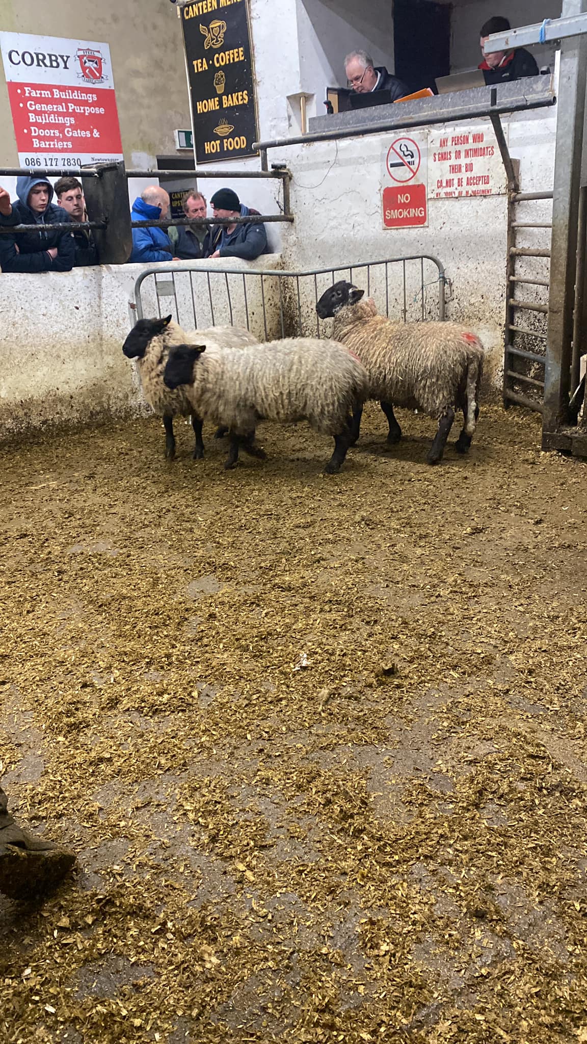 62kg hoggets sold for €211/head Source: Manorhamilton Livestock Sales