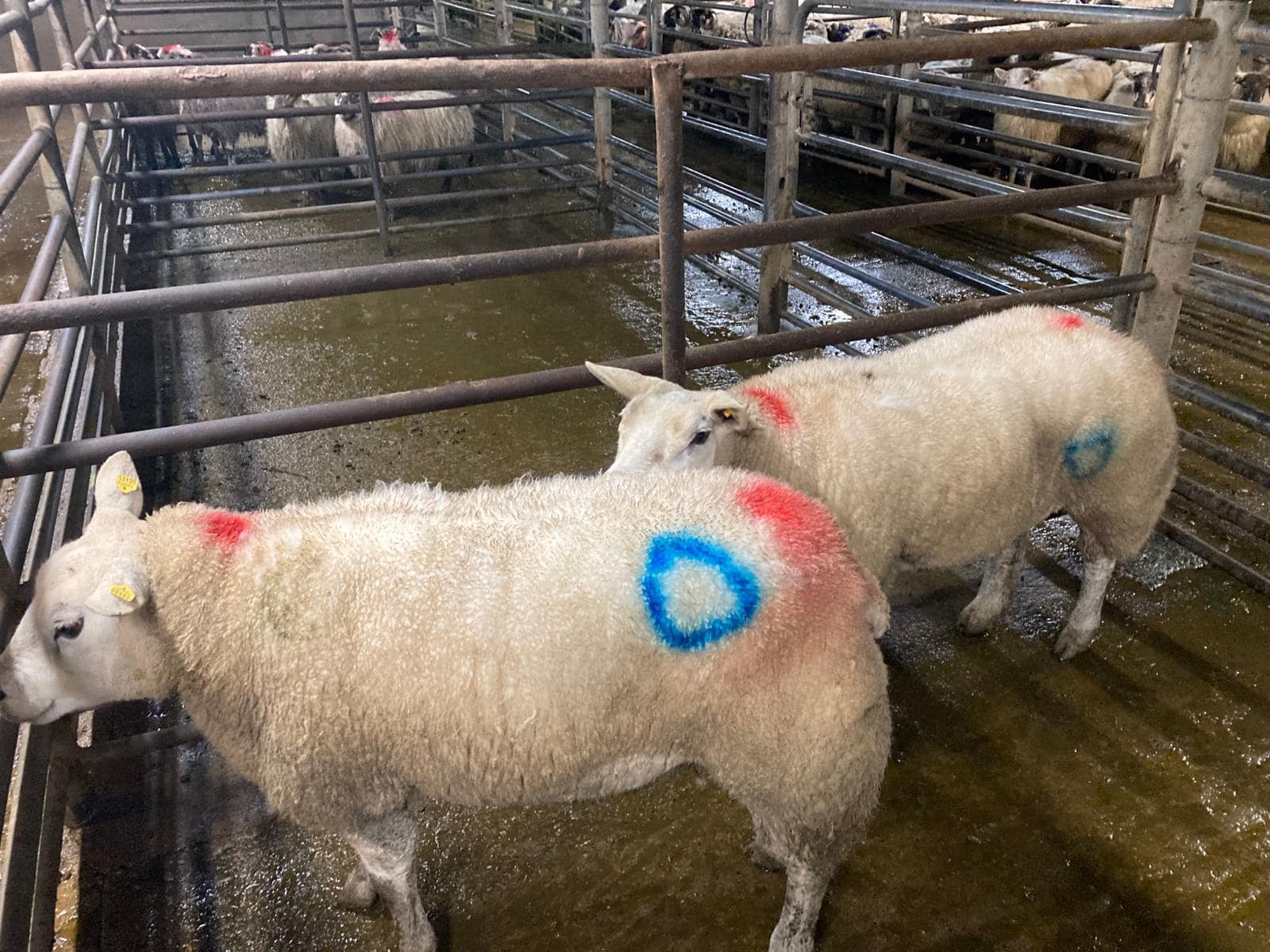 These 89kg cull ewes made €314/head Source: Manorhamilton Livestock Sales