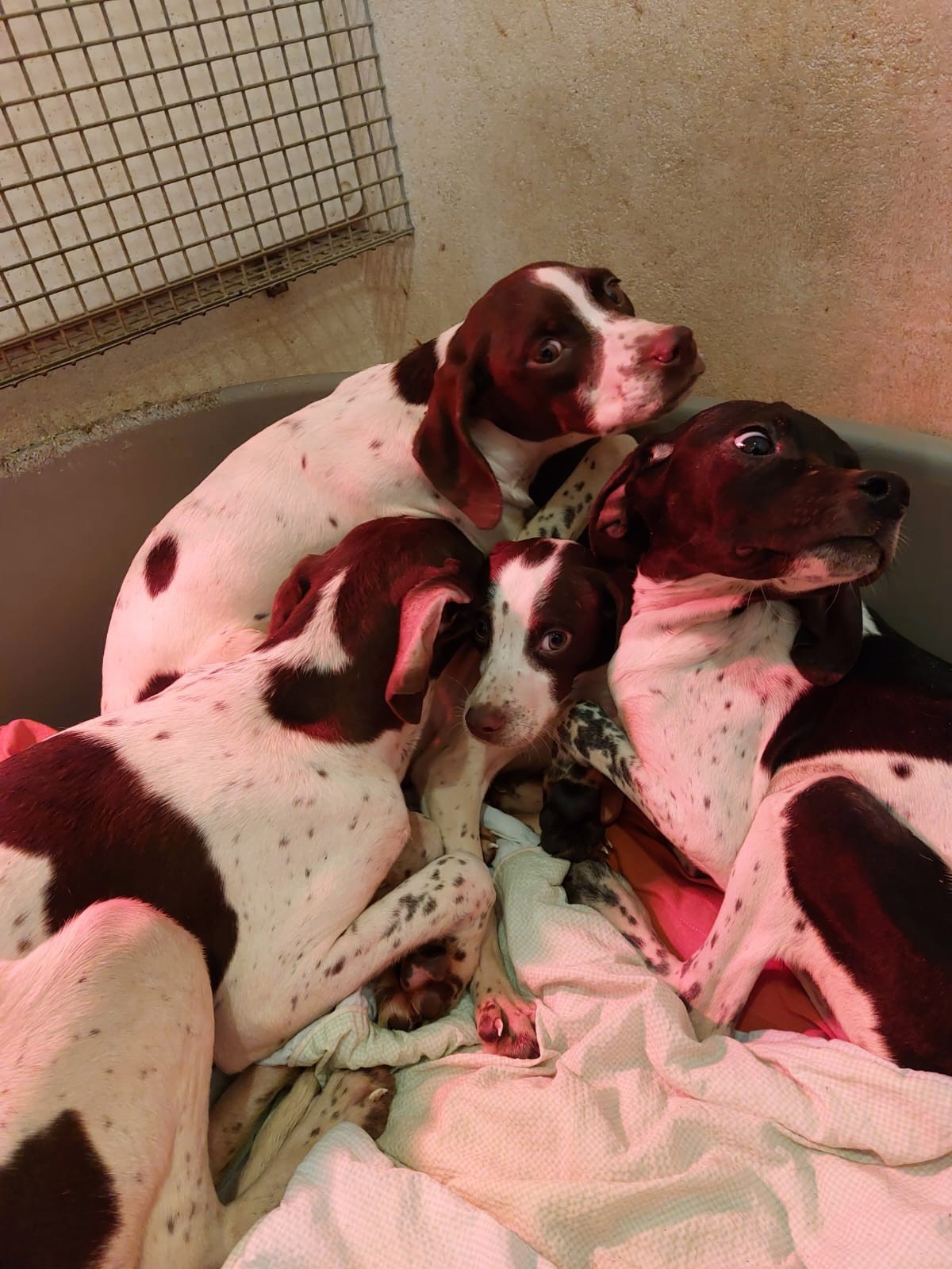 Source: ISPCA