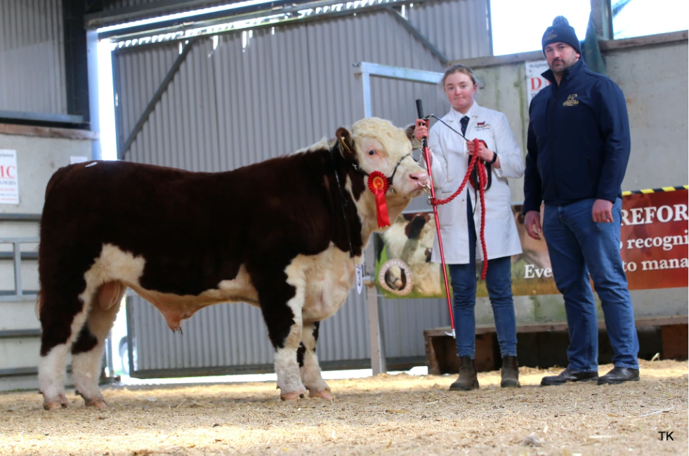 Crowenstown Hanley, with breeder Tara Drumm, Westmeath and Tennyson Egar from Irish Hereford Prime. Hanley was sold for €5500 to Dovea Genetics in association with Irish Hereford Prime as part of their Beef Sustainability Programme