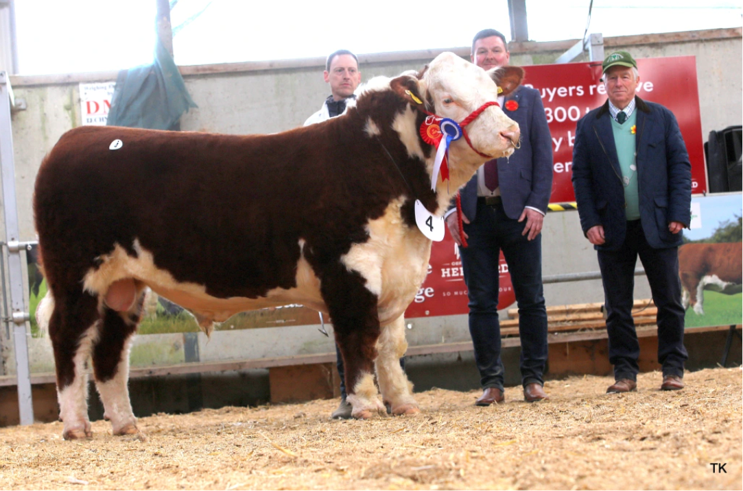 Reserve Champion: Griananpoll 1 Whizkid, topped the sale at €6,000. (L-r): Breeder Anselm Fitzgerald, Westmeath; Judge Seamus Nagle and IHBS president John Boddy