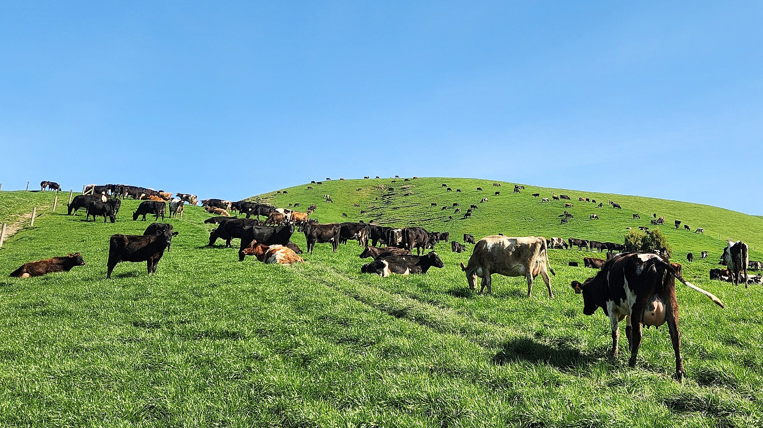 Plans are in motion to increase the herd from 400 to 500 cows