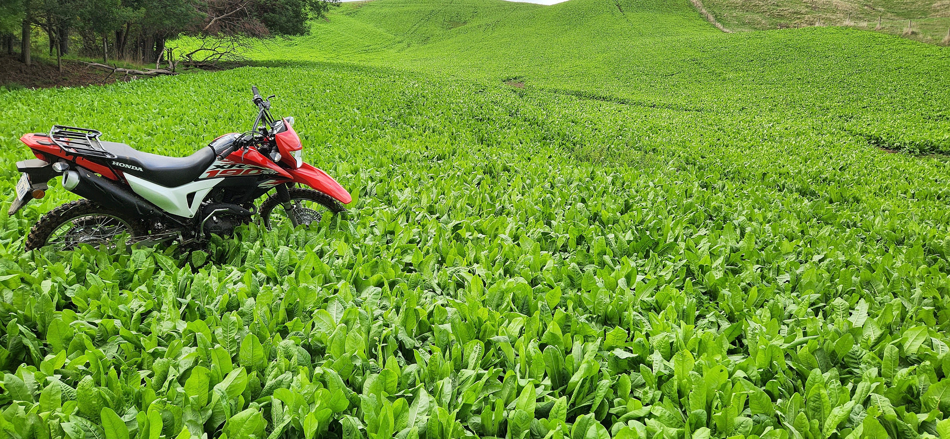Brian sows chicory to provide green feed in periods of drought