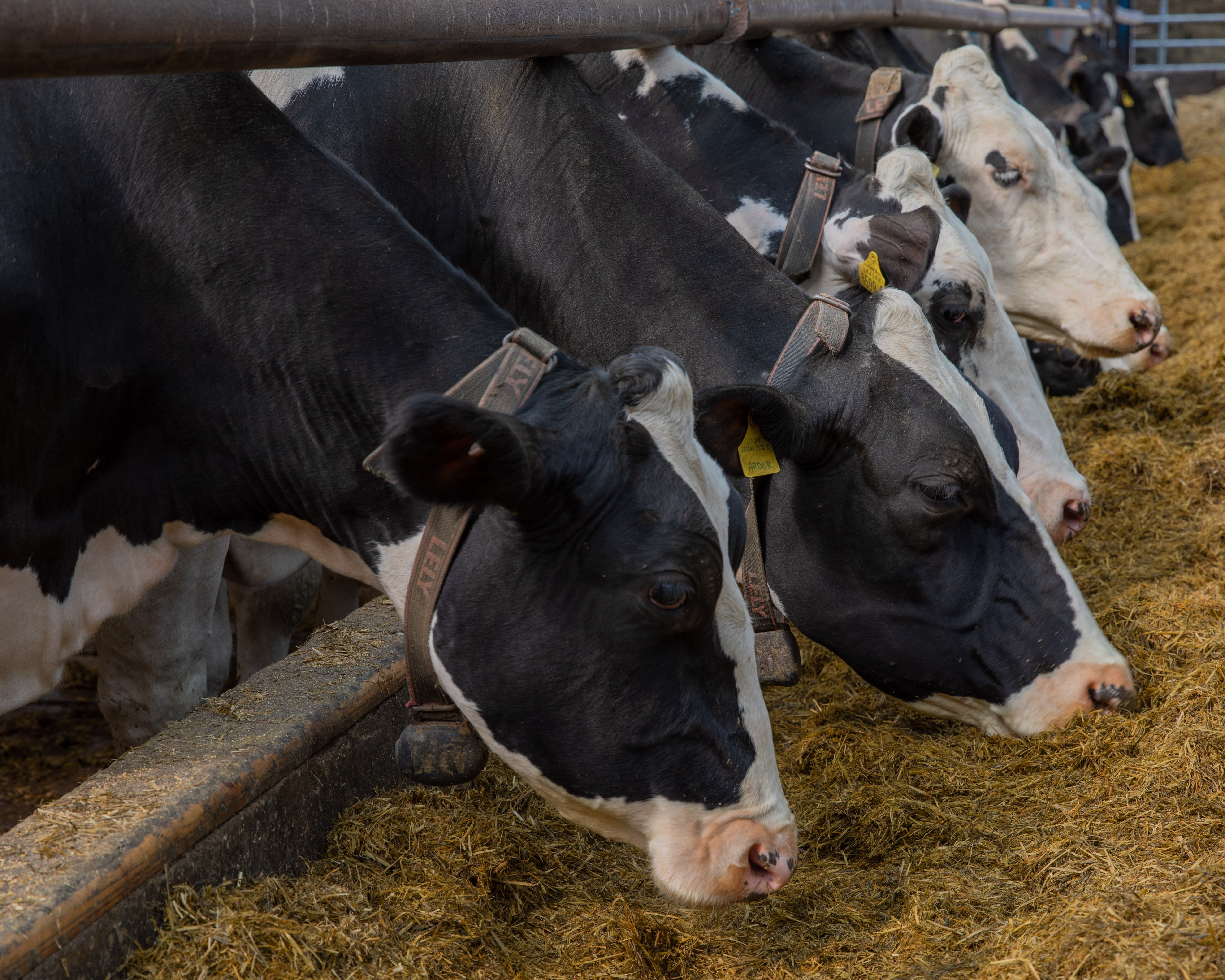 Cows feeding on the McConnell farm