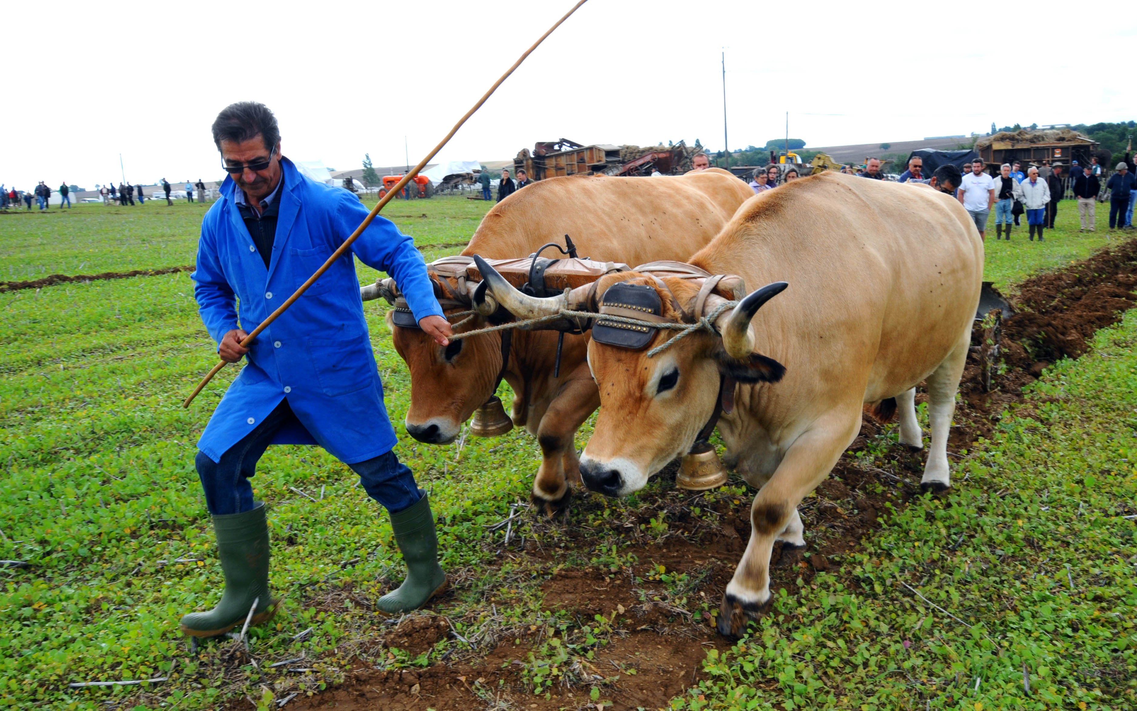 Relying on oxen or horses would consume a good part of a farms produce.