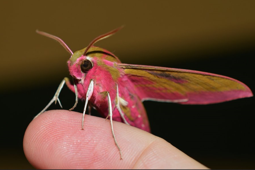 Elephant Hawk Moth Image Source: Oisín Duffy
