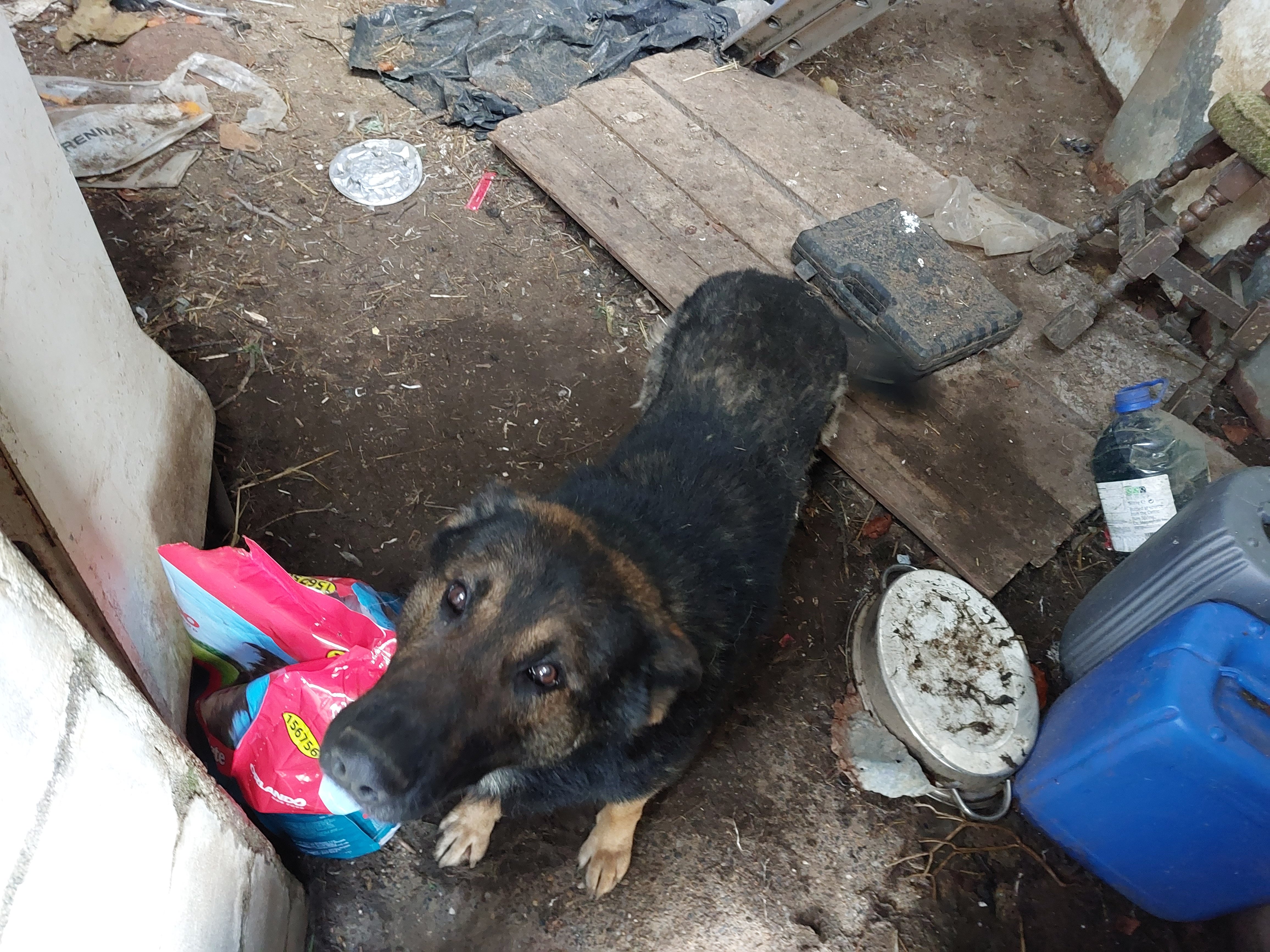 German Shepherd found on the property Source: ISPCA