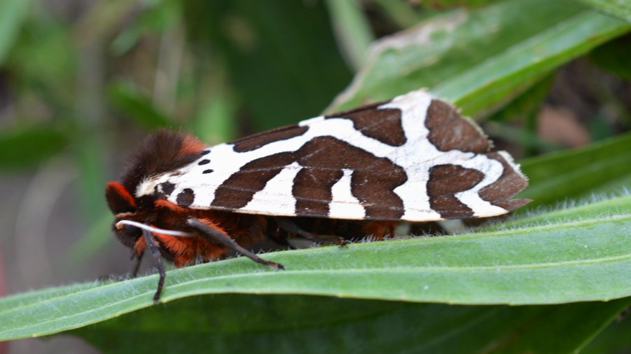 Garden Tiger Moth Image Source: Oisín Duffy