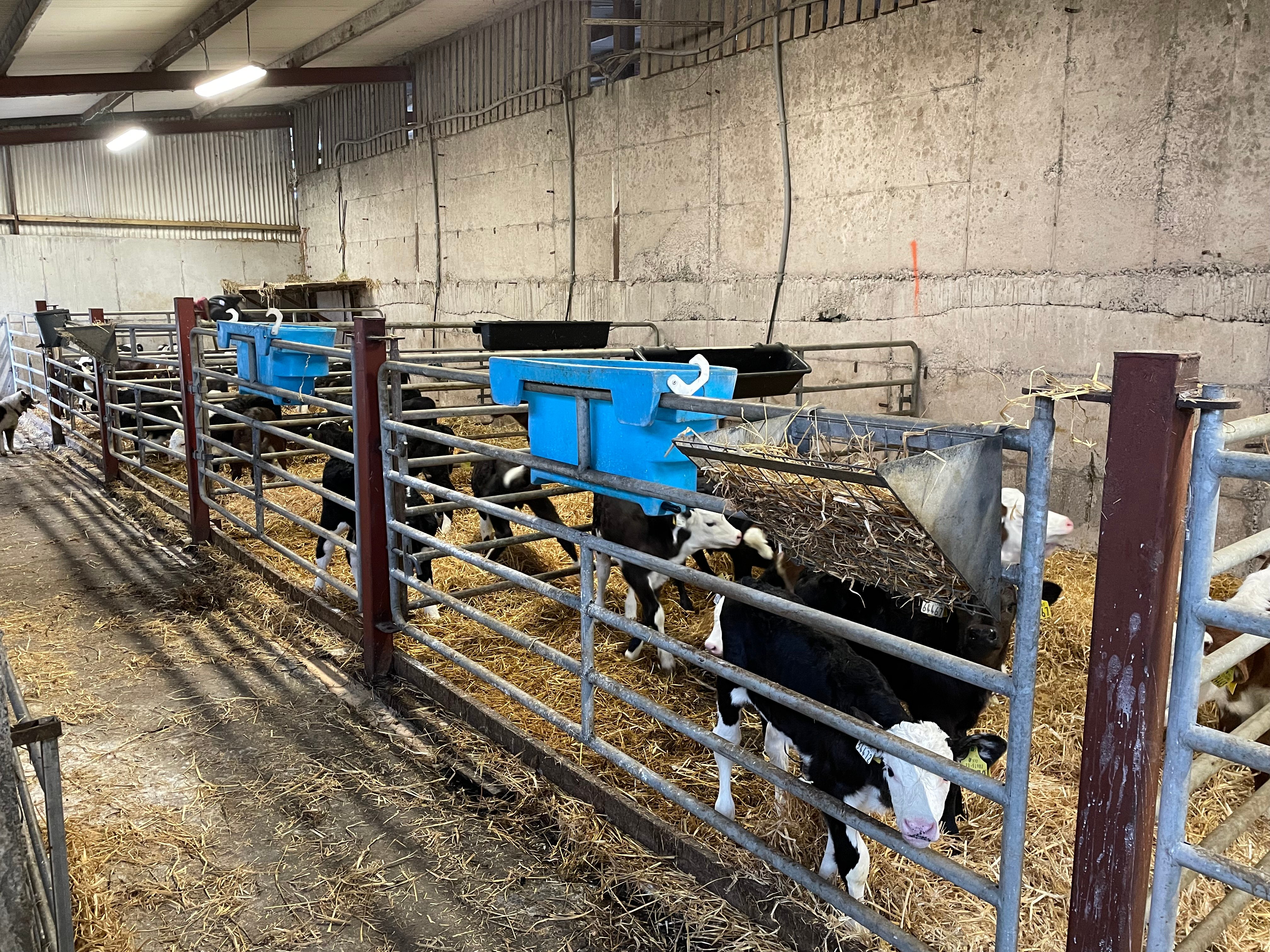 The old calf shed