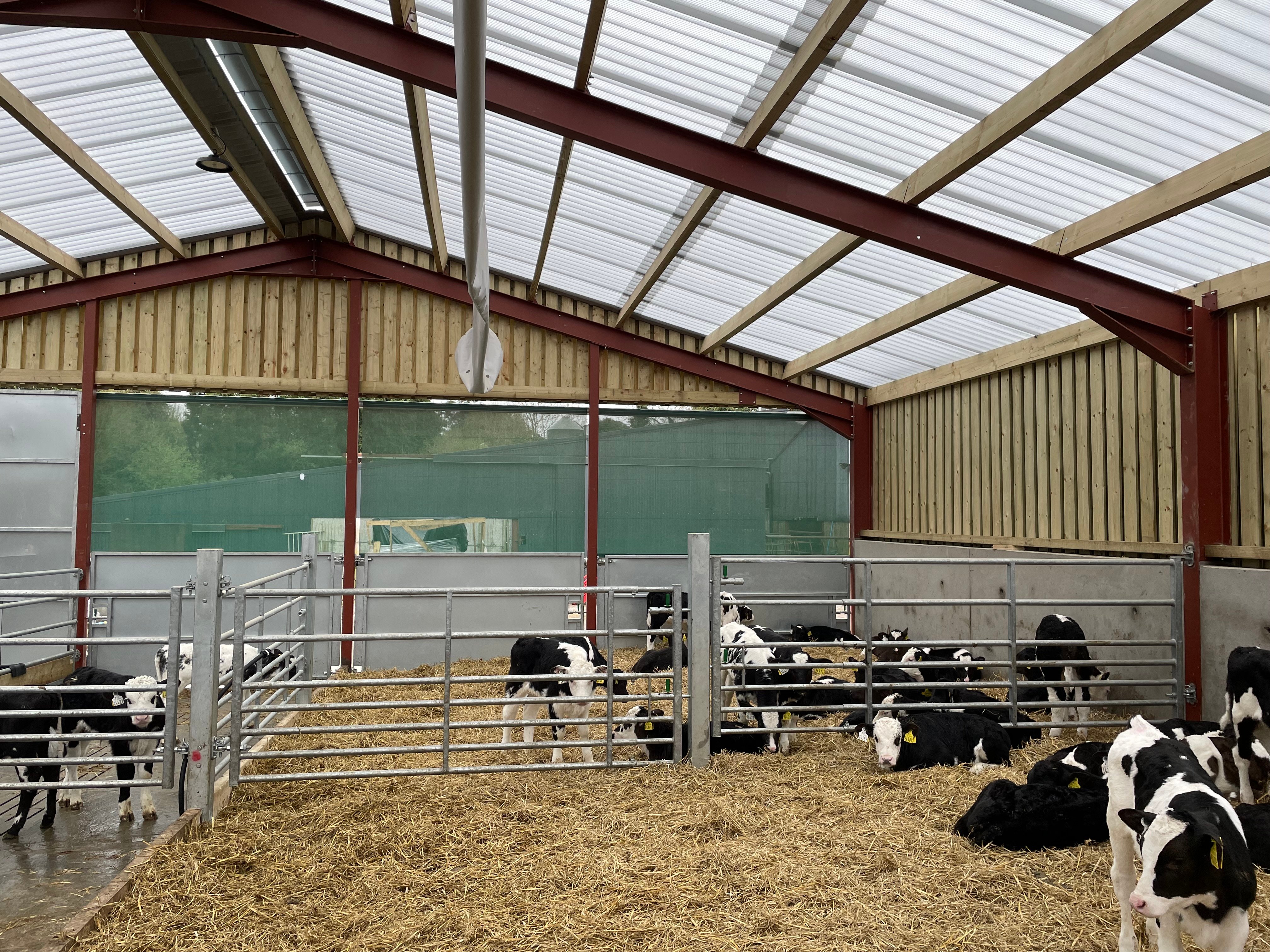 Inside the new calf shed