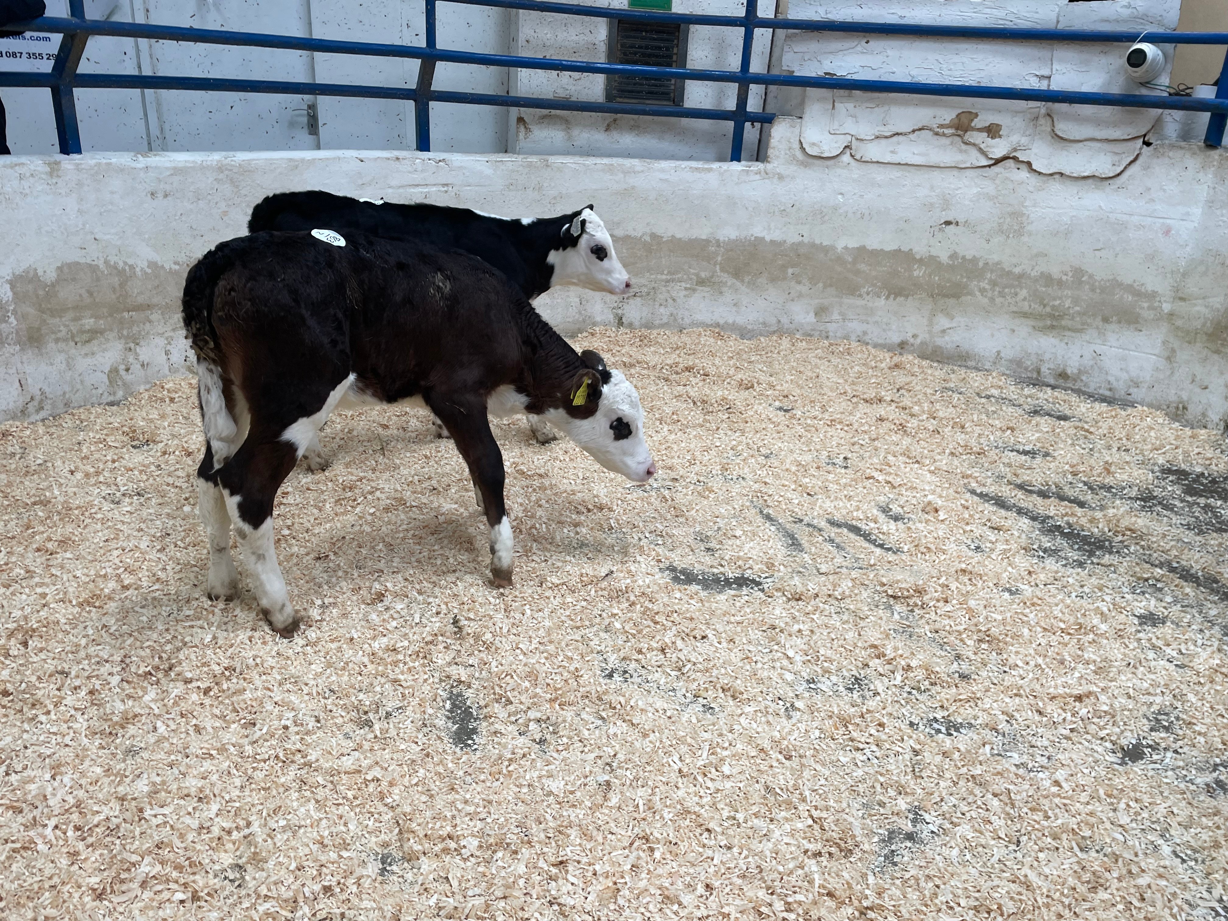 These 2 64kg Hereford heifers sold for €290