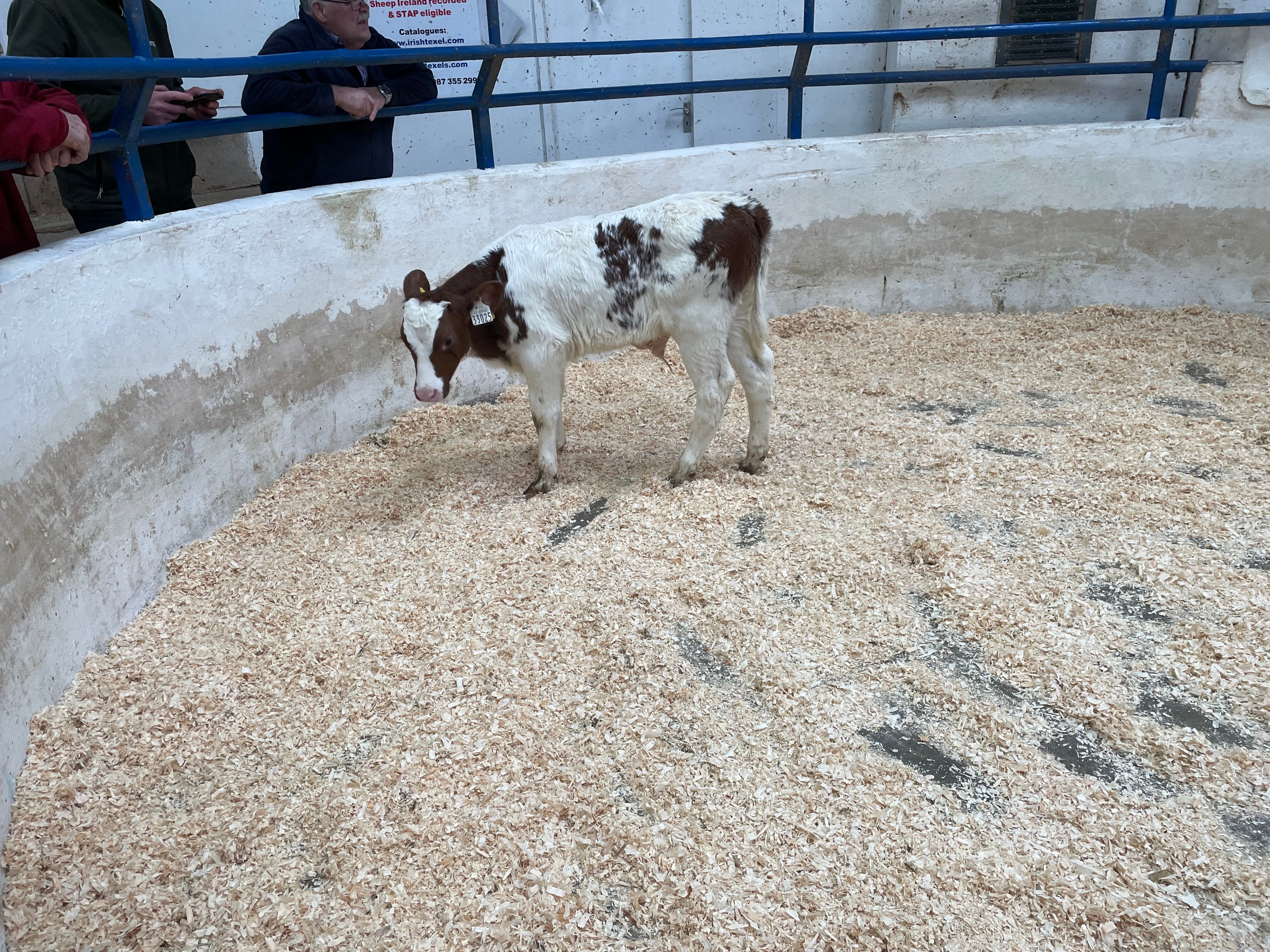 This 69kg Belgian Blue bull sold for €255