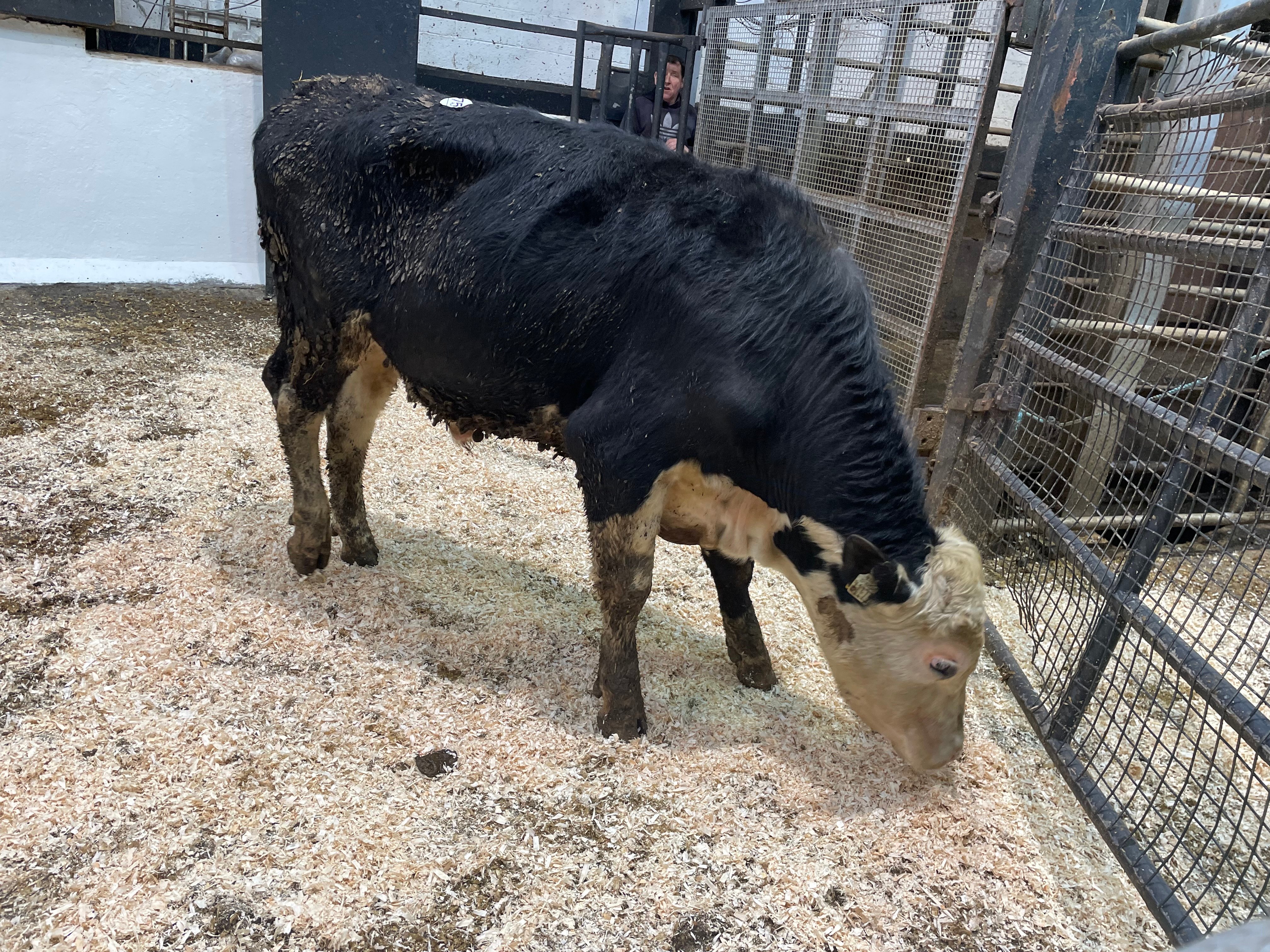 This 450kg Hereford bullock sold for €1,220
