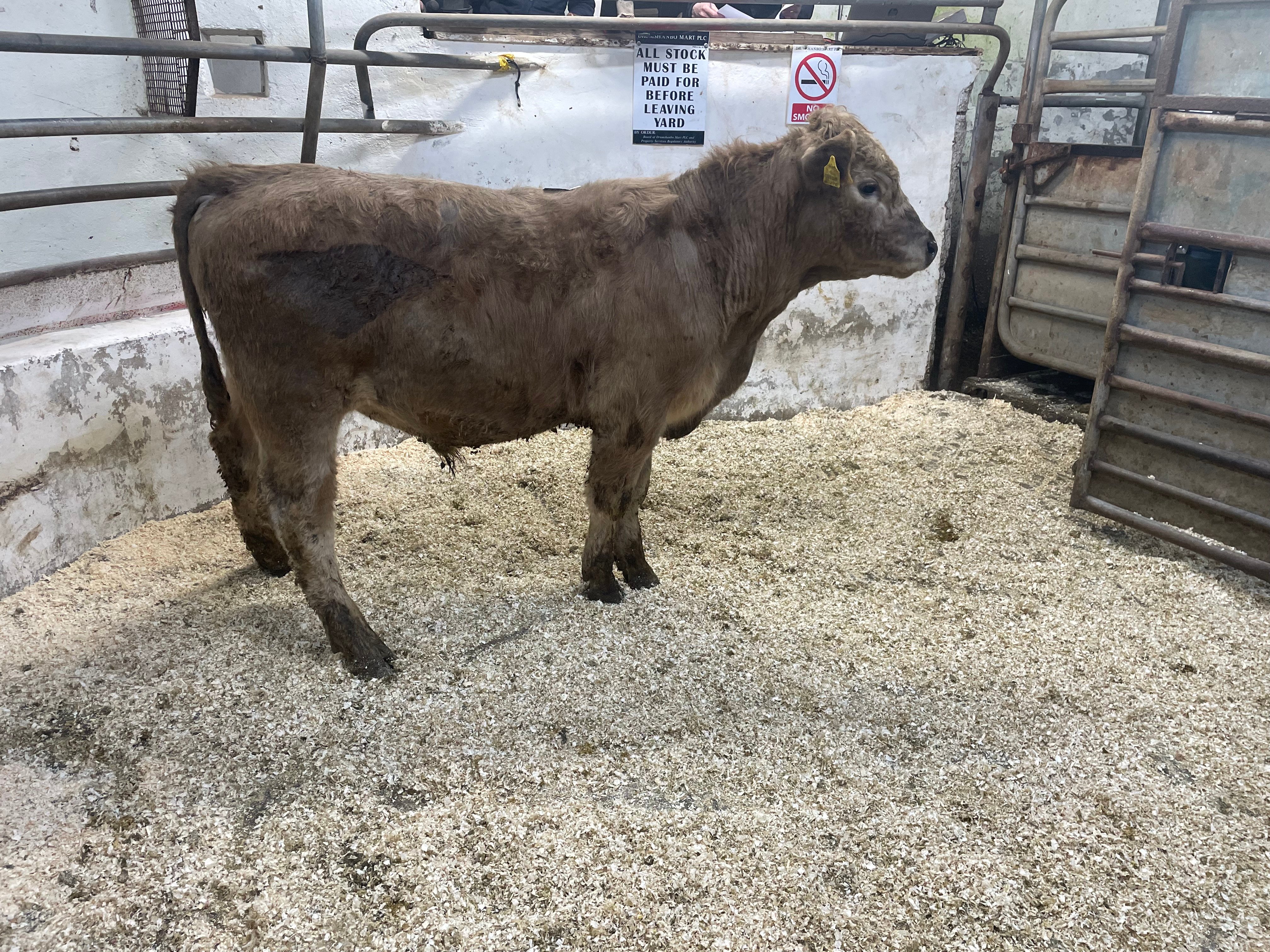 This 350kg Charolais bull sold for €1,080