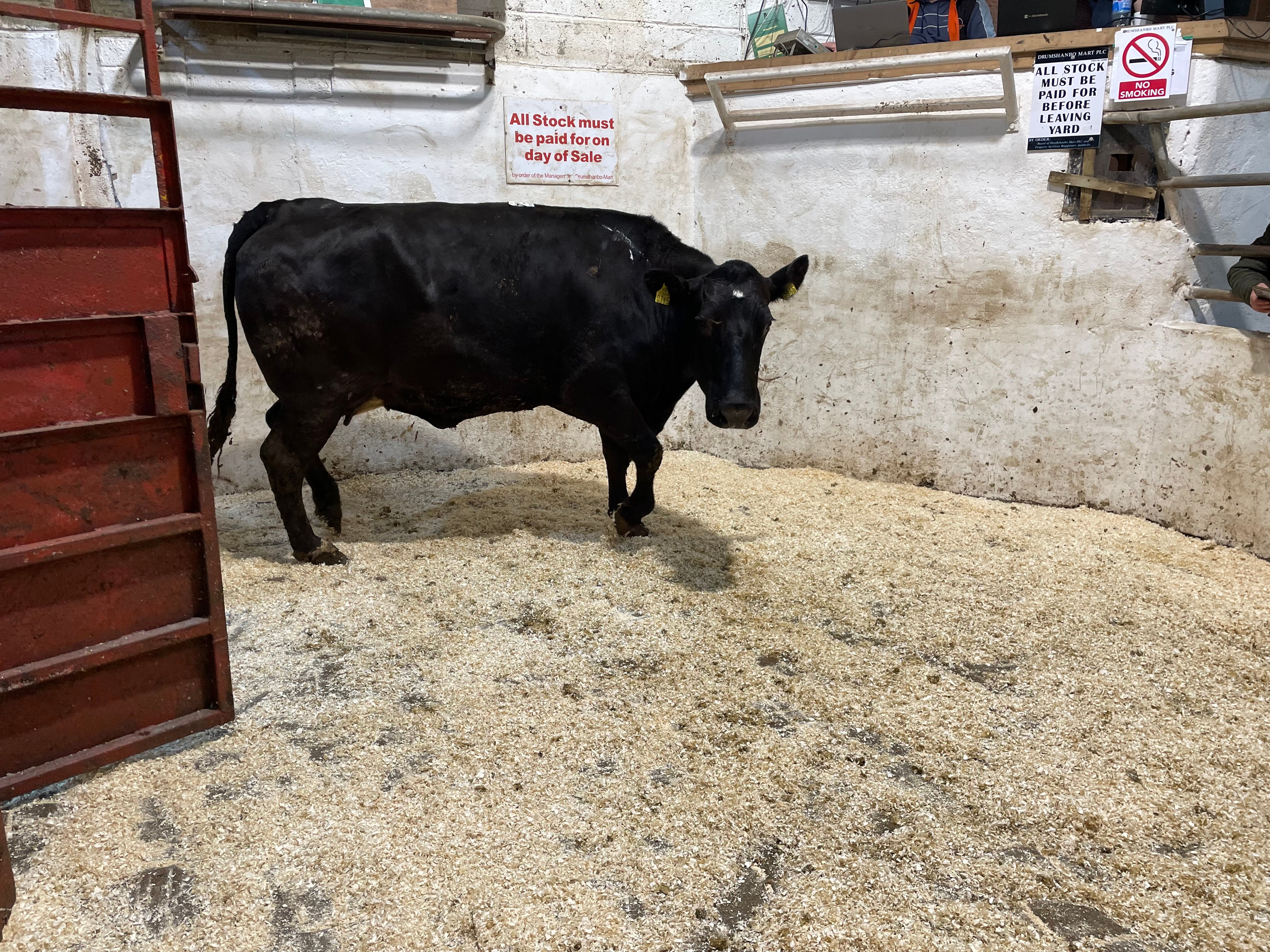This 770kg Limousin cow sold for €1,820