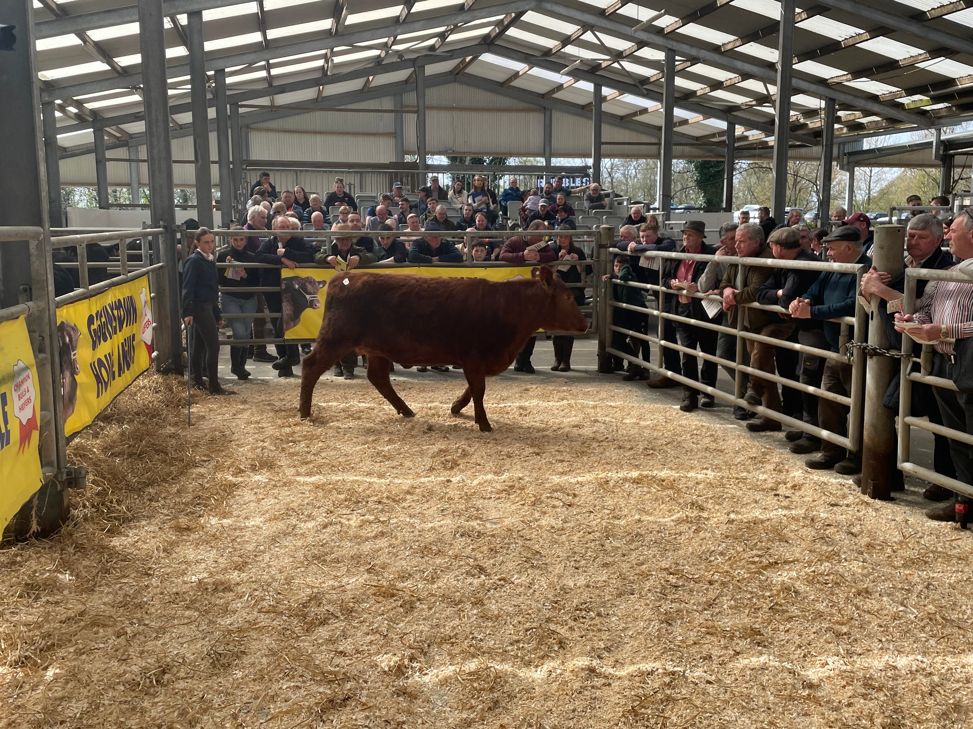 Gigginstown Red Gammereva Y548 sold for €5,800
