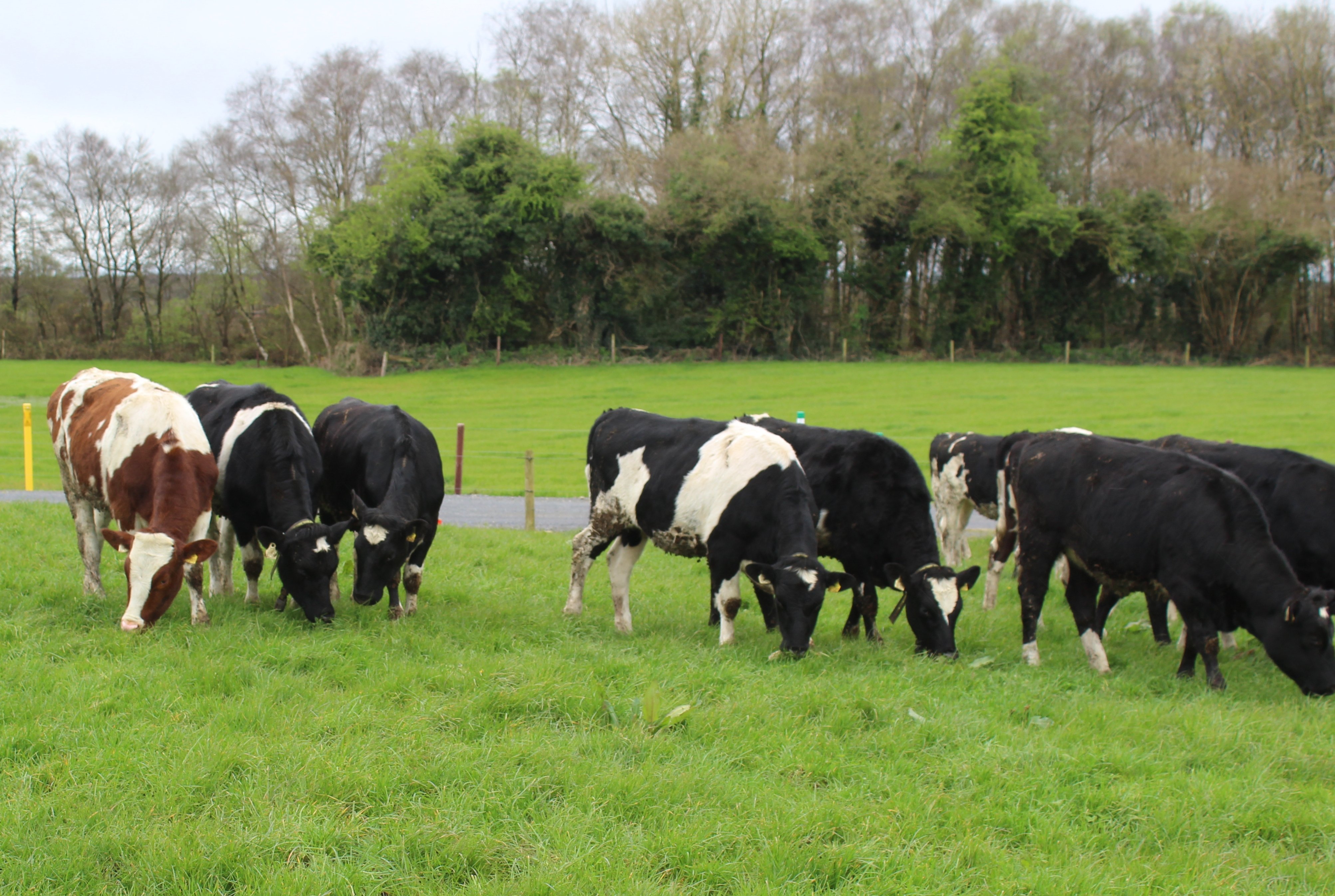Yearling heifers now at grass on the O'Grady farm