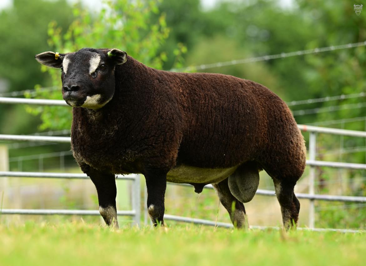 Little Whisker sire Source: Libby Clarke