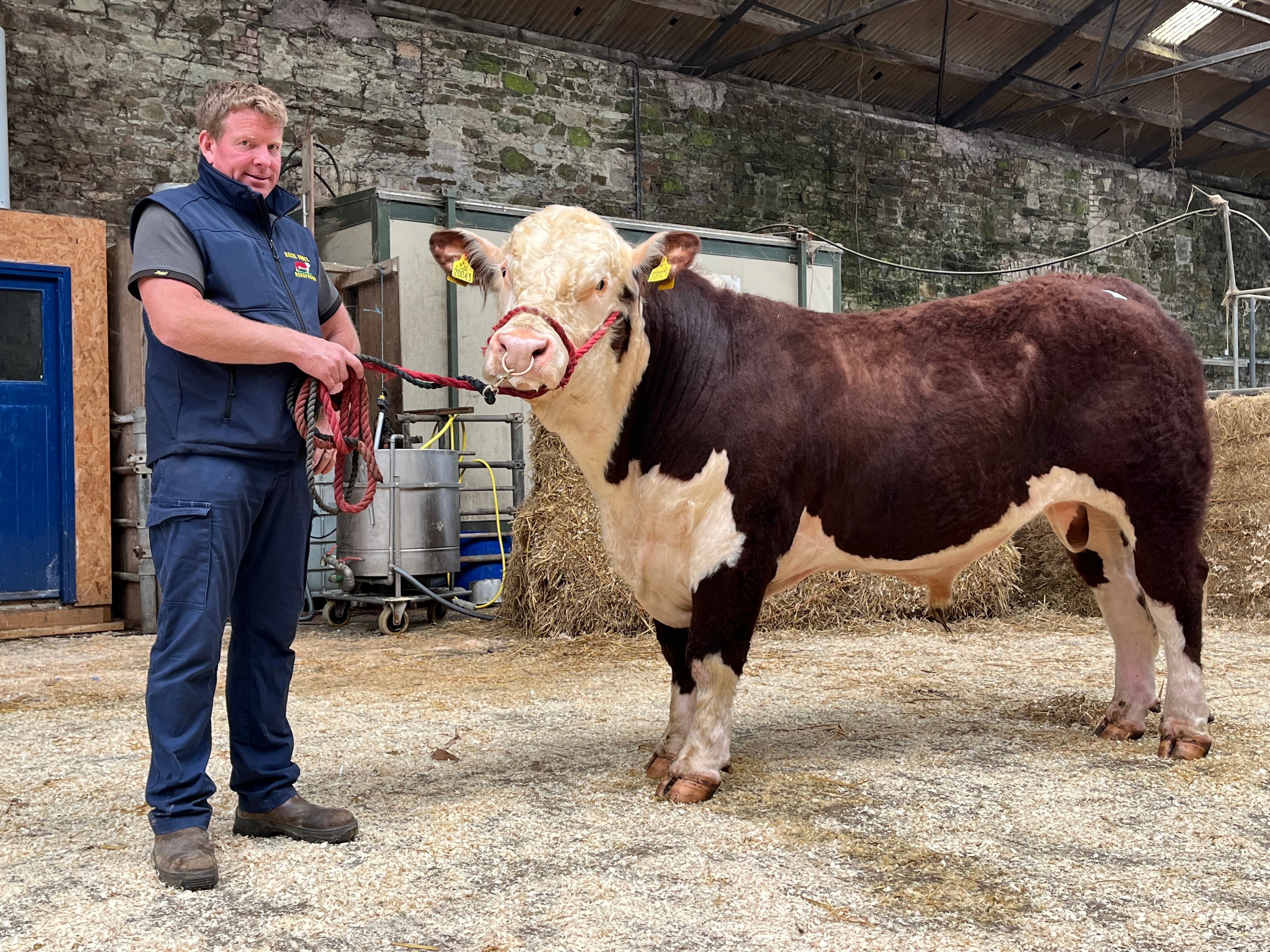 Sale Topper Hazel Grovepoll 1 Indiana with breeder Dermot Whelton