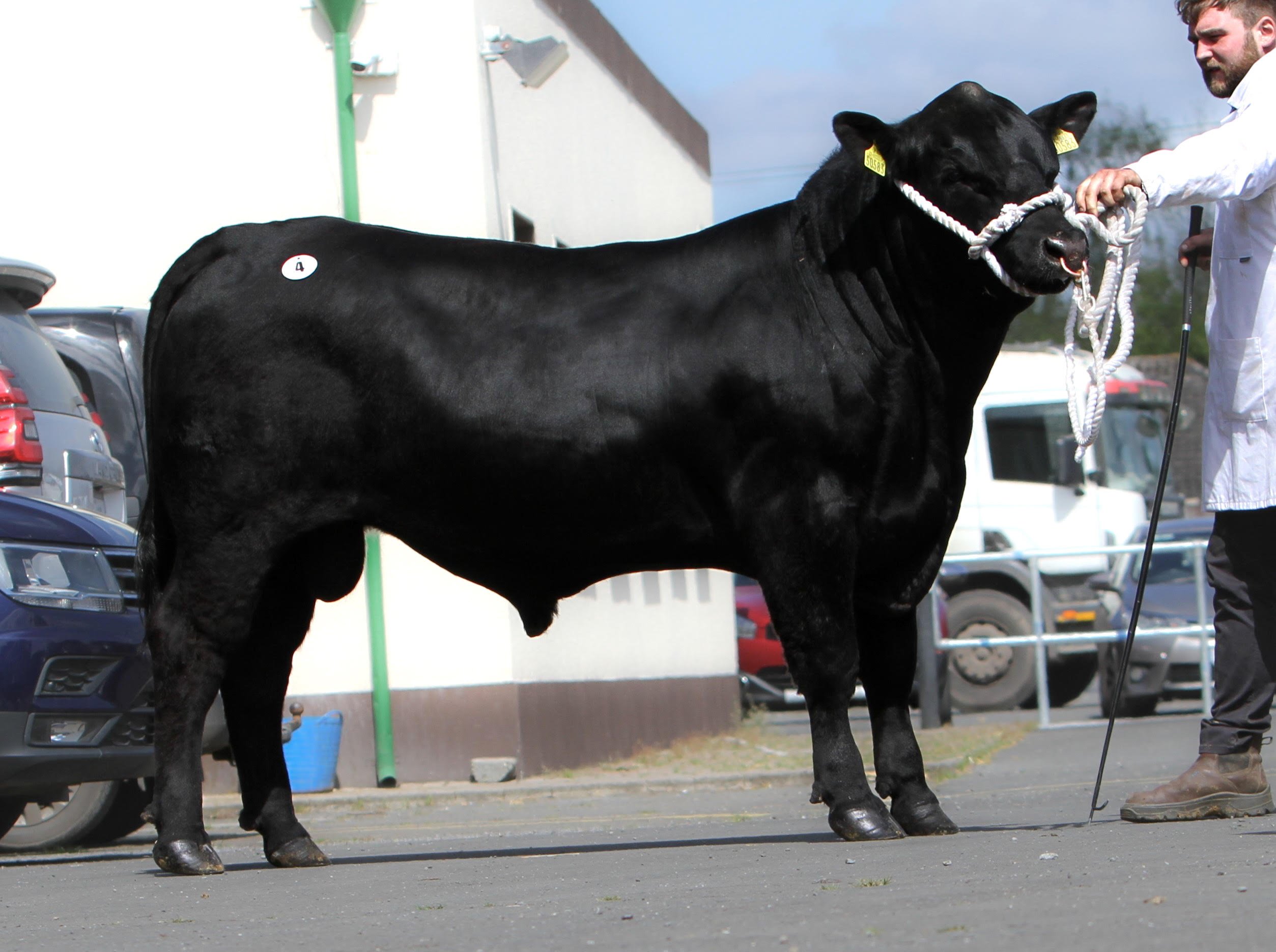 Luddenmore Vesuvius bred by Dr Michael Sheahan sold for €4,900