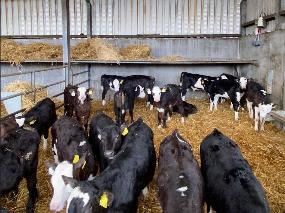 Pat's calves are being contract reared and will be delivered when weaned off milk and ready for grass