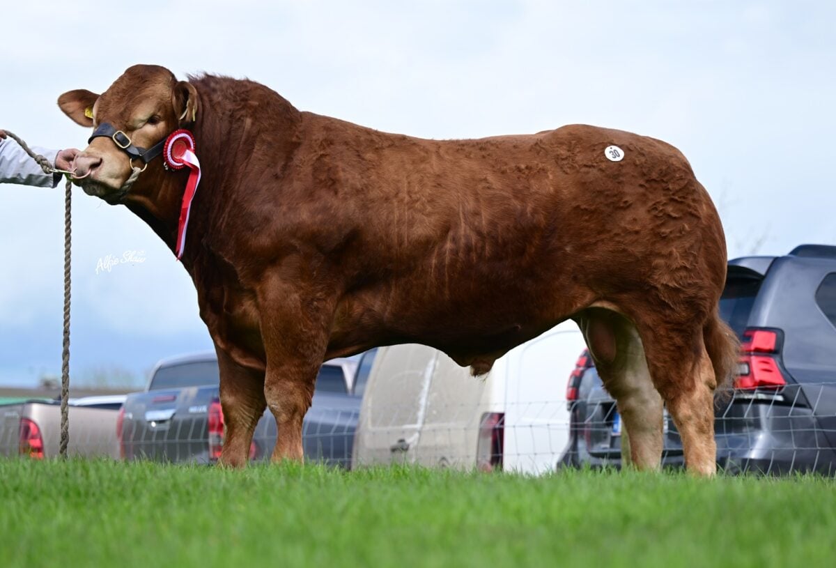 Milbrook Terence ET sold for €17,000