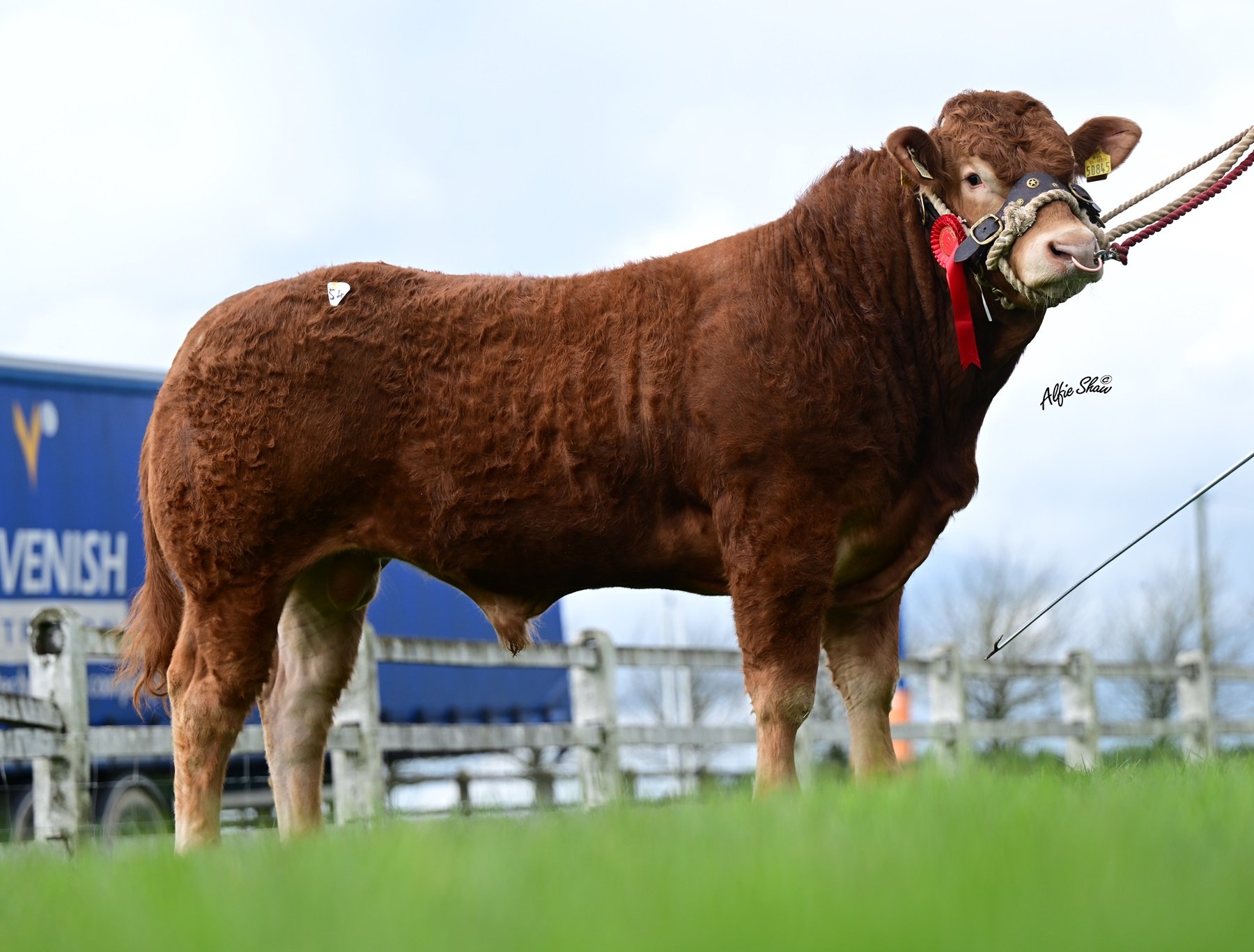 Phillips Trafford sold for €6,000