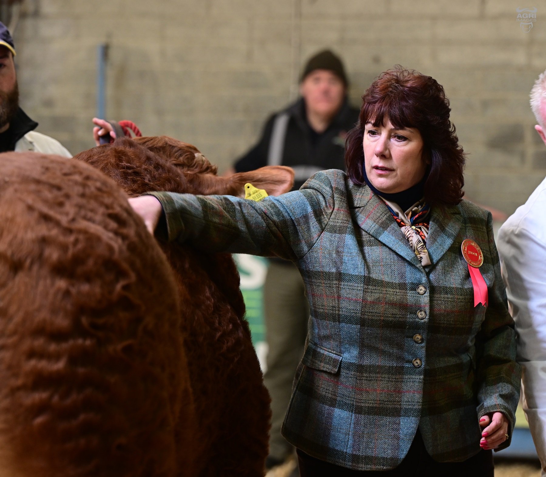 The show judge was Melanie Alford of the Foxhillfarm Herd