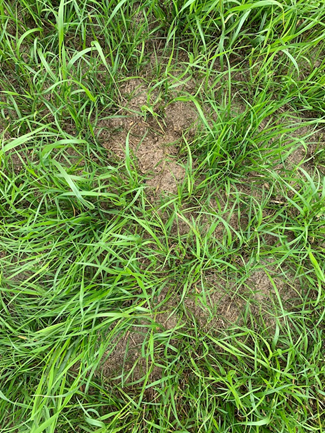 Dried slurry in sward base. If grass crops are light when slurry is applied, this might allow the grass to grow through the applied slurry layer to reduce contamination risks, but with heavier crops there is less chance of this, said Peter Smith
