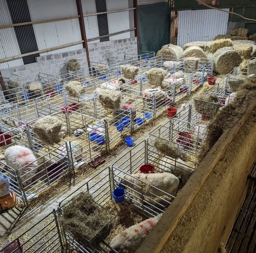 Lambing pens. Image source: Glyn Egan