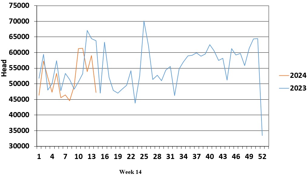 Weekly sheep slaughterings Source: DAFM