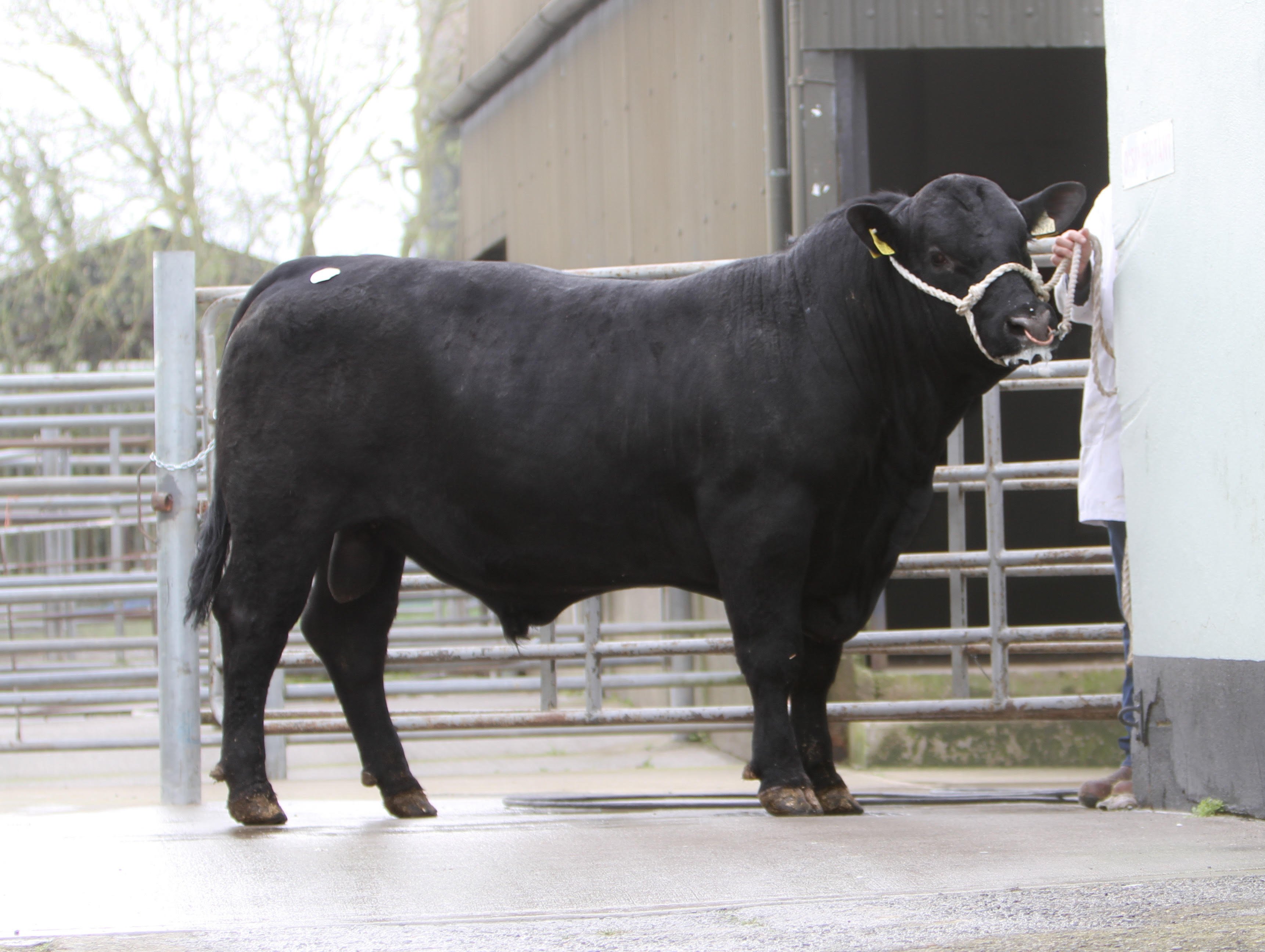 Westellen Dixie Y926 from the herd of John and Kate Tait from Midleton, Co. Cork sold for €4,200