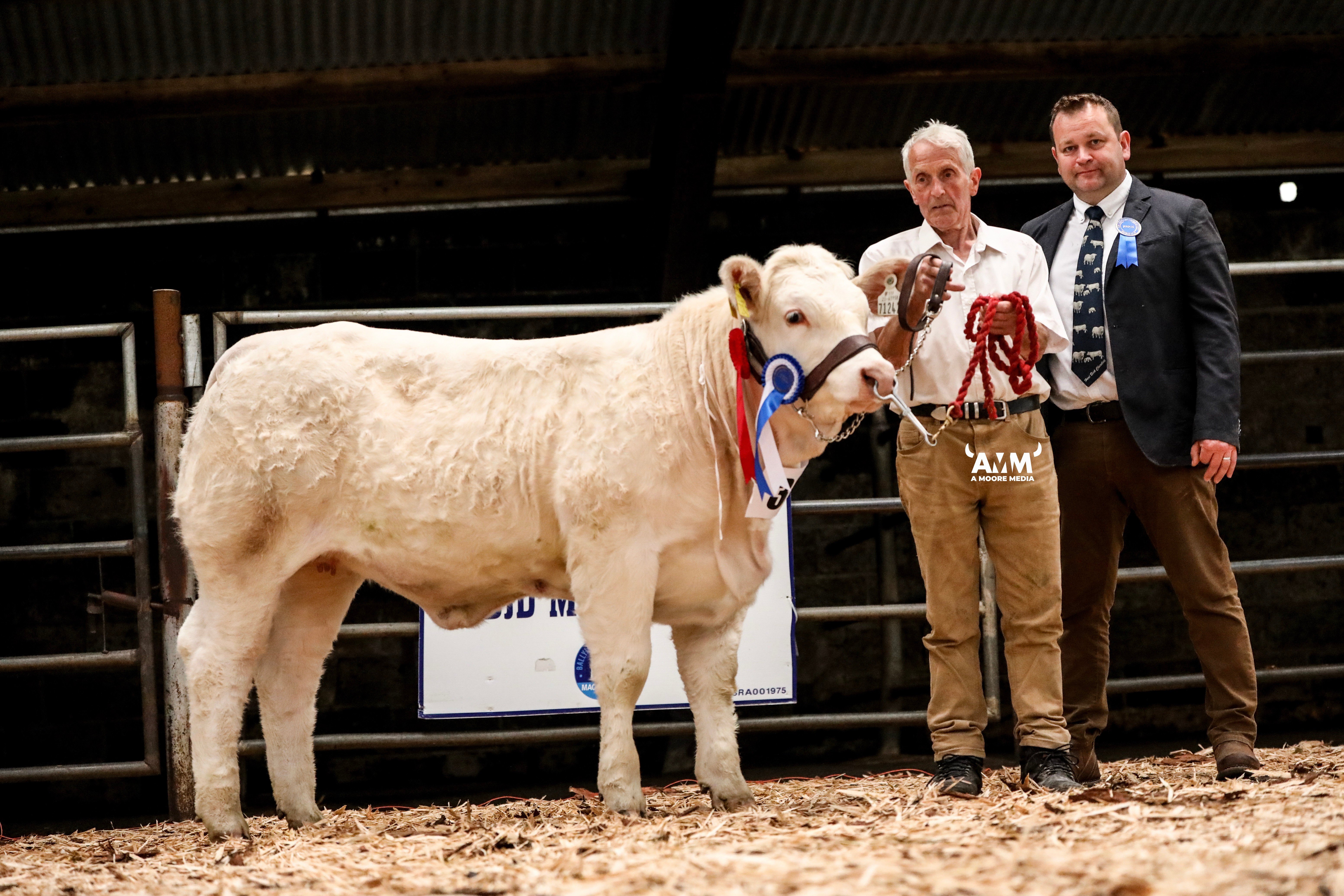 Reserve champion Noble Uptown